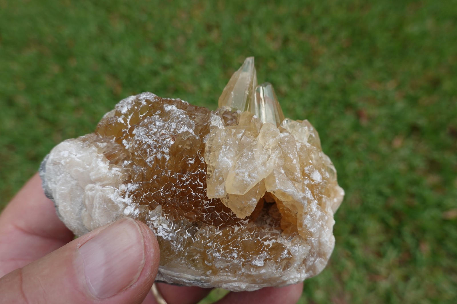 Golden Yellow Calcite Crystal Fossil Clam Mercenaria Shell Florida, Fluorescent