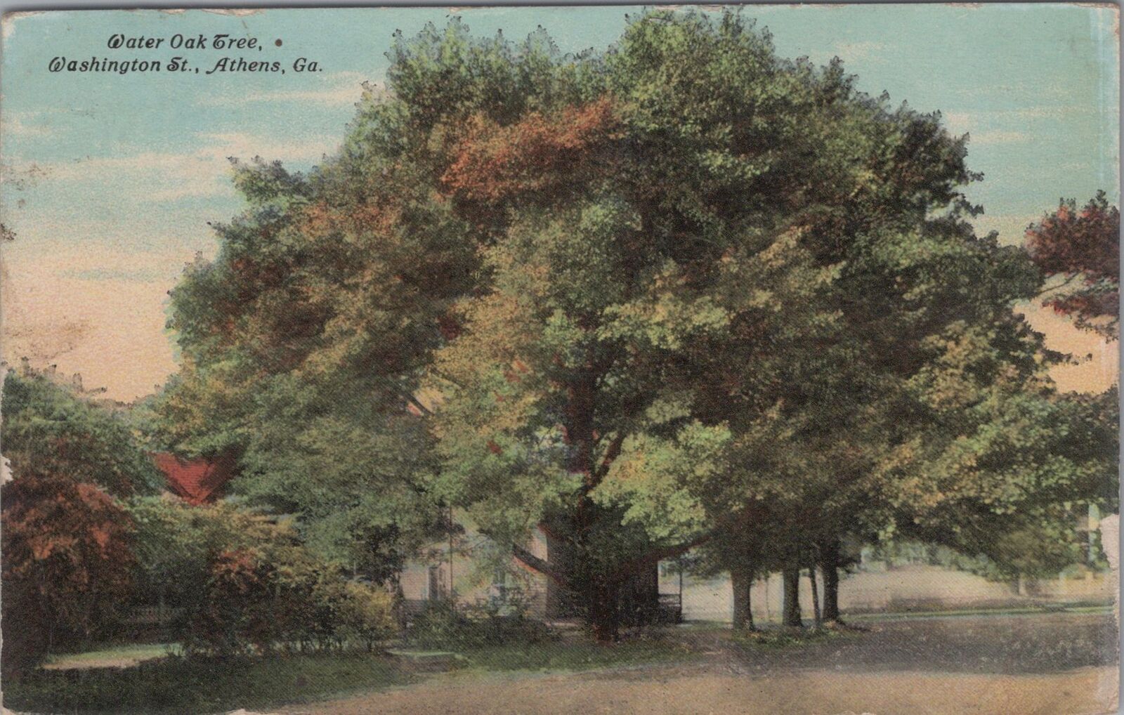 Water Oak Tree Washington St Athens Georgia 1913 PM Postcard