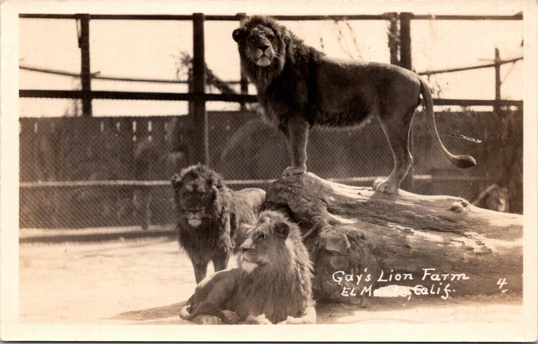 RPPC El Monte CA Gay's Lion Farm Lions Standing On Log photo postcard NQ11