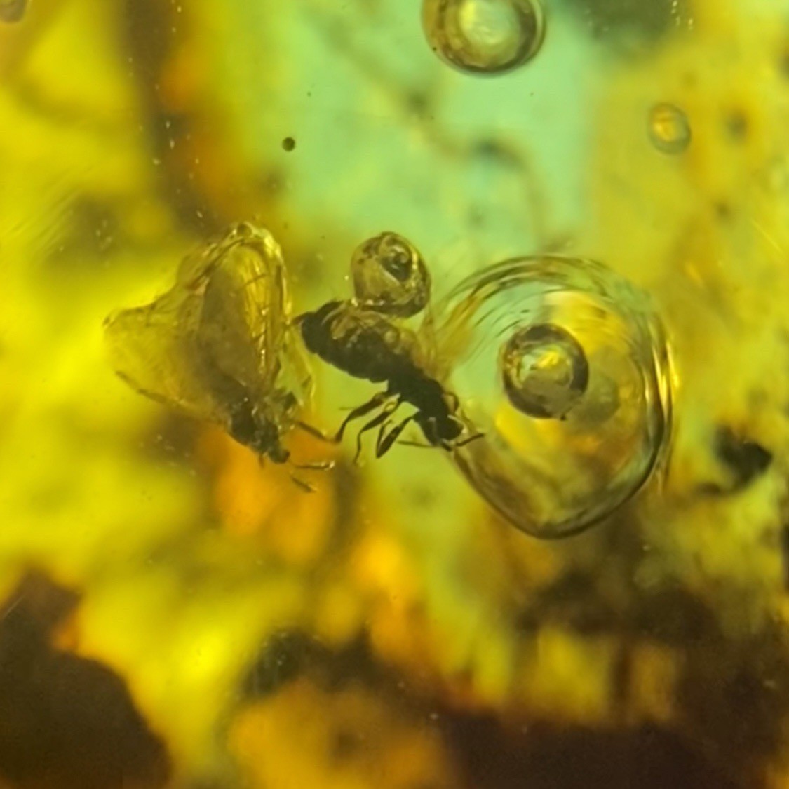 MOVING ENHYDRO Bubble in Burmese Amber with 2 Flying Insects Burmite Inclusion