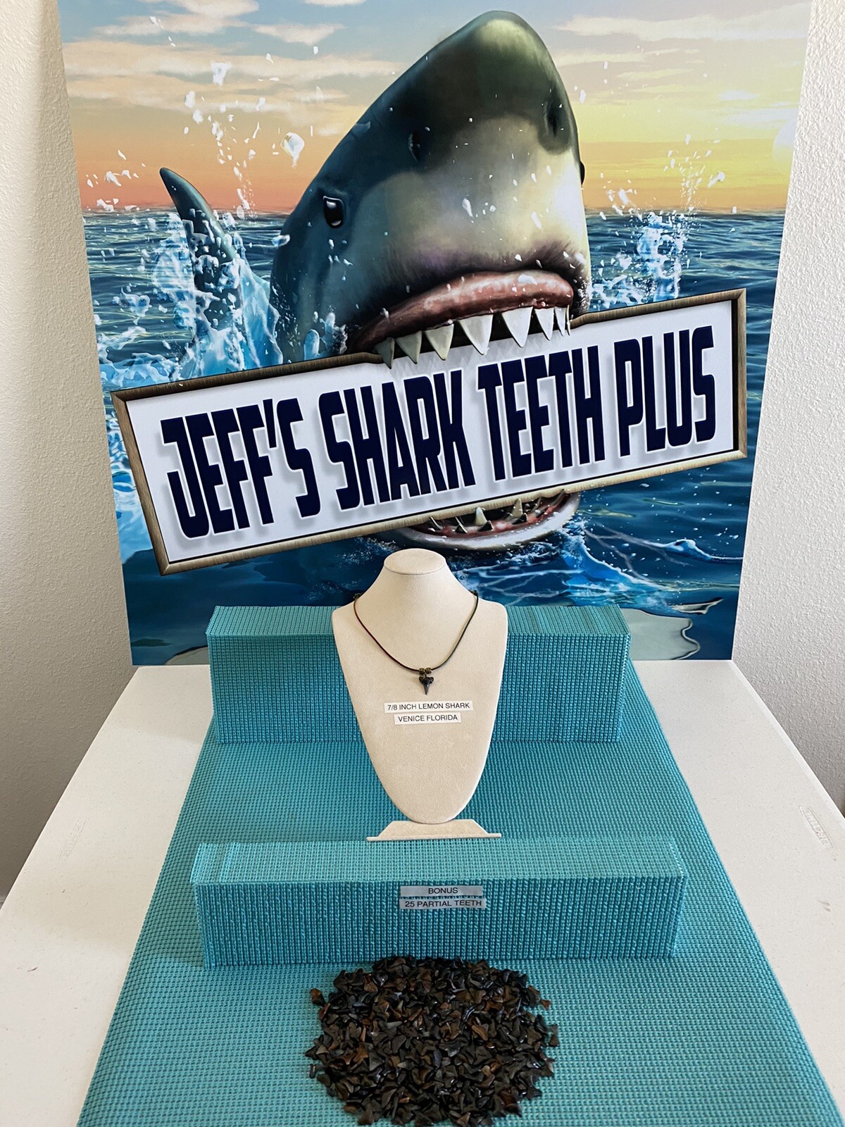 SHARK TOOTH NECKLACE 7/8 Inch Lemon Shark Tooth & Bonus From Venice Fl