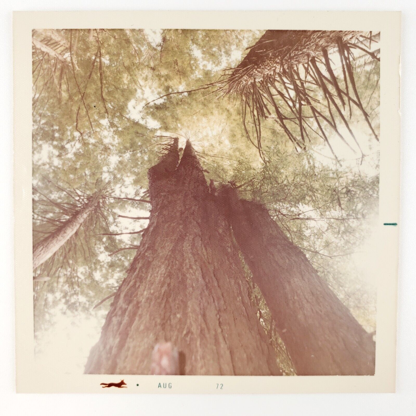 Looking Up At Treetops Photo 1970s Vintage Color Forest Trees Snapshot Art D904