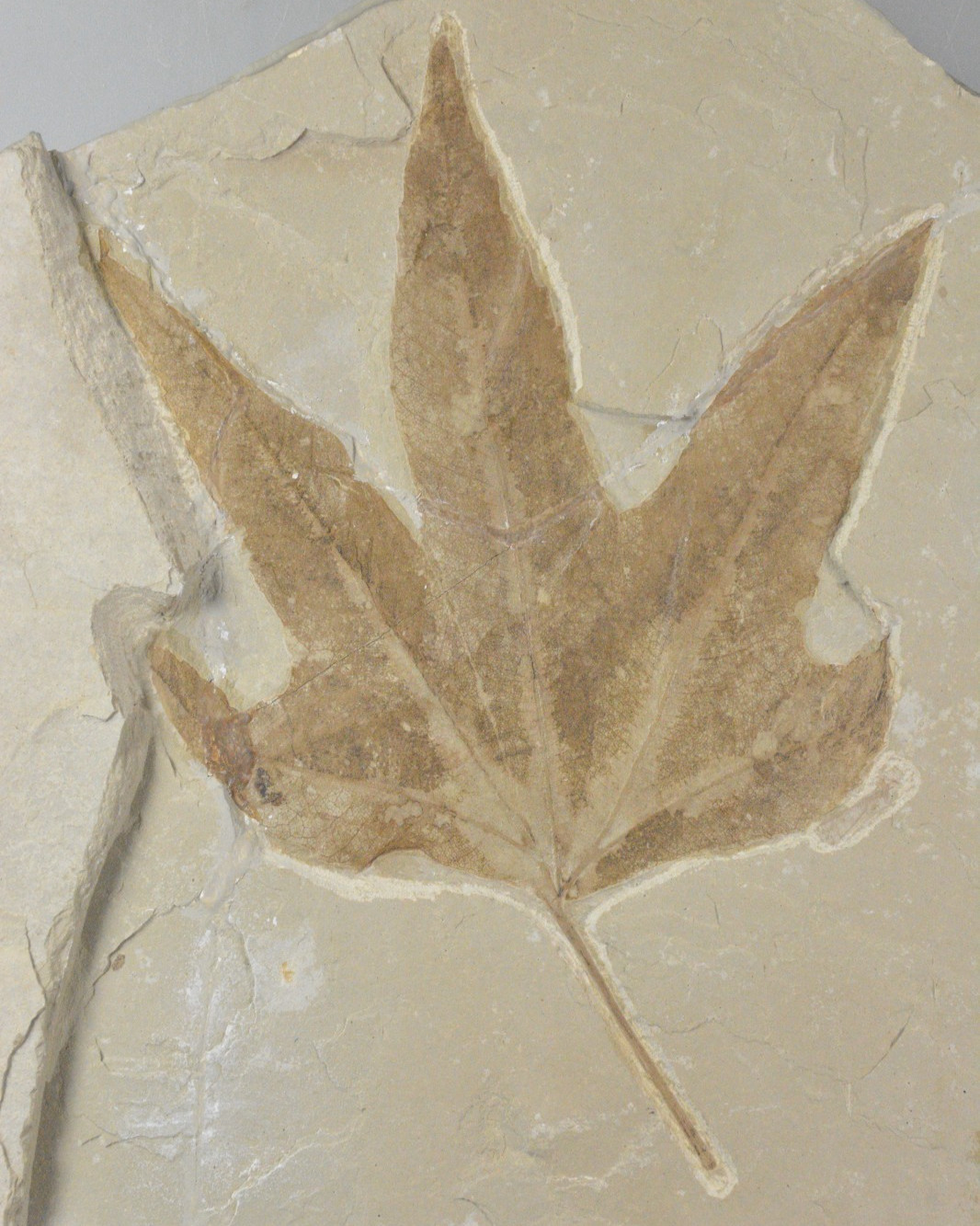 Sycamore, Macgintea wyomingensis,  Leaf Fossil, Bonanza, Utah