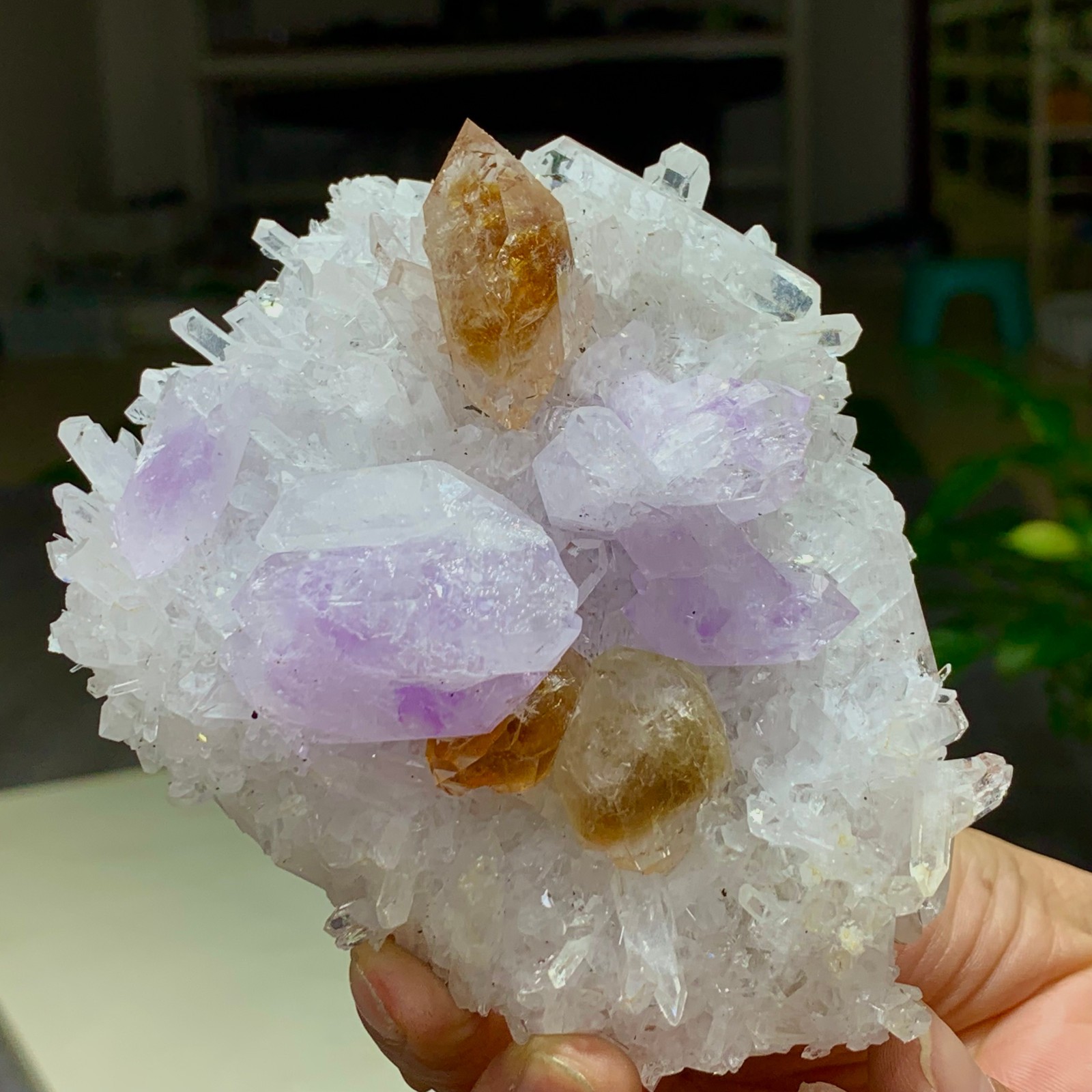 401G Natural Chrysanthemum crystal Cluster +citrine Amethyst Specimen