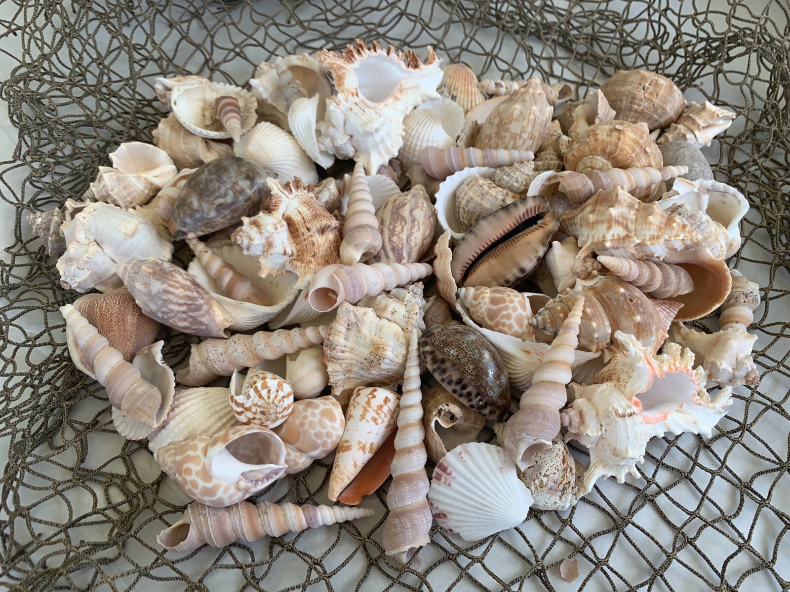 Large Beautiful Seashells Sea Shells Best Value & Price  US Seller