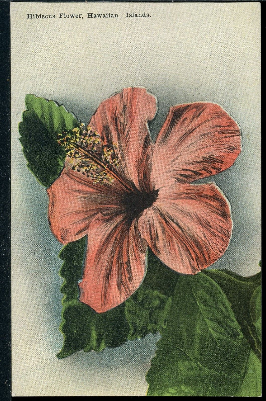 Red Hibiscus Flower Hawaiian Islands Hawaii Vintage Island Curio Postcard