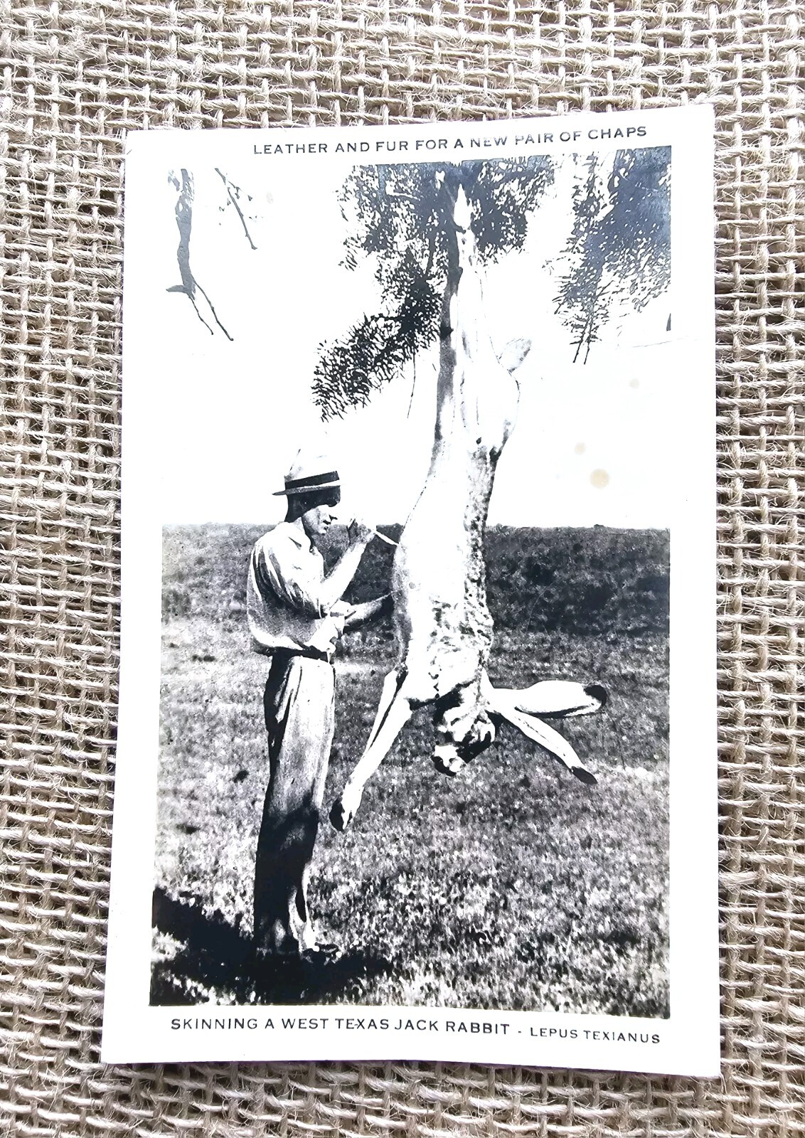 Vintage 1946 Texas Jack Rabbit Postcard RPPC Real Photo Postmark Amarillo