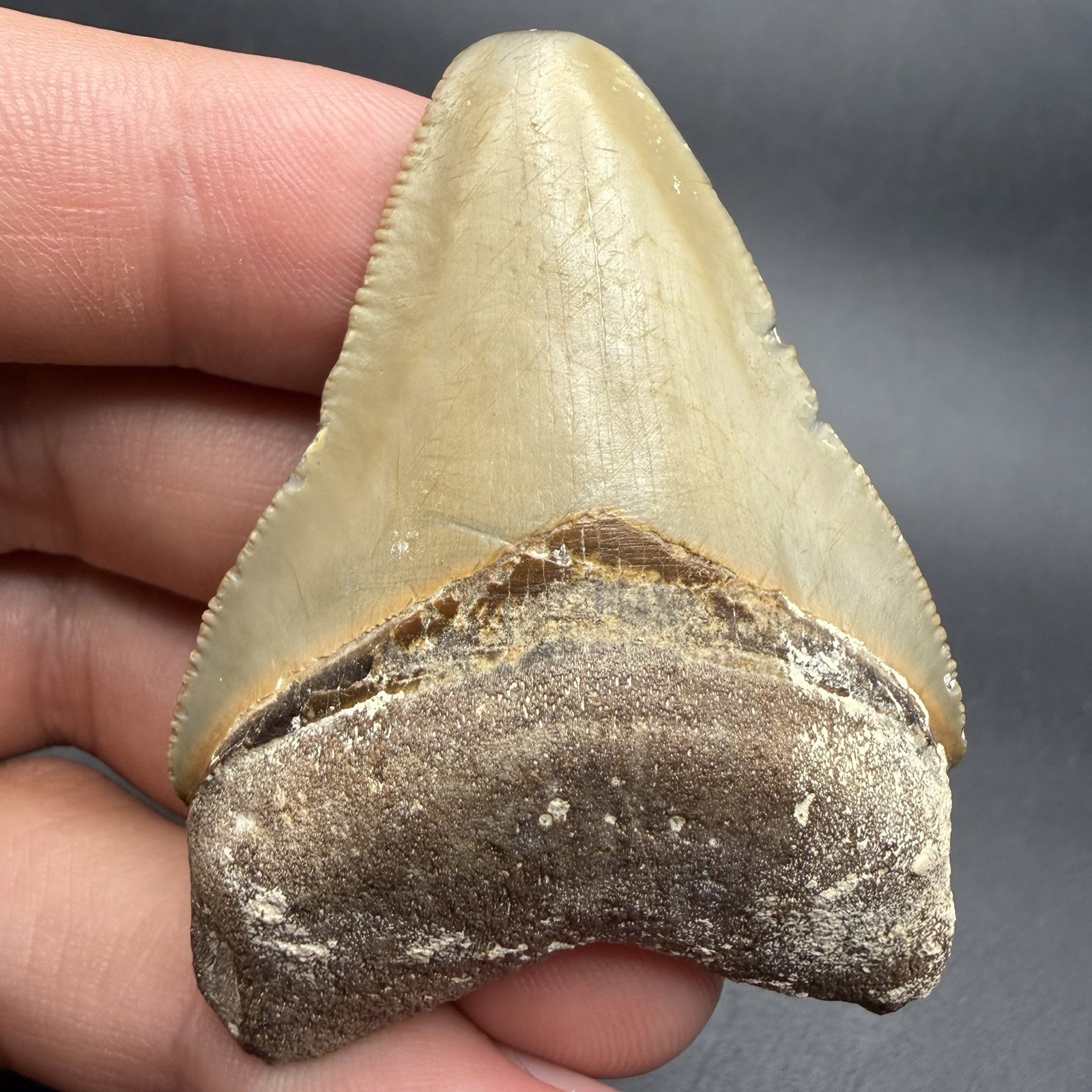 Megalodon Shark Tooth SWFL 2.37” All Natural No Repairs