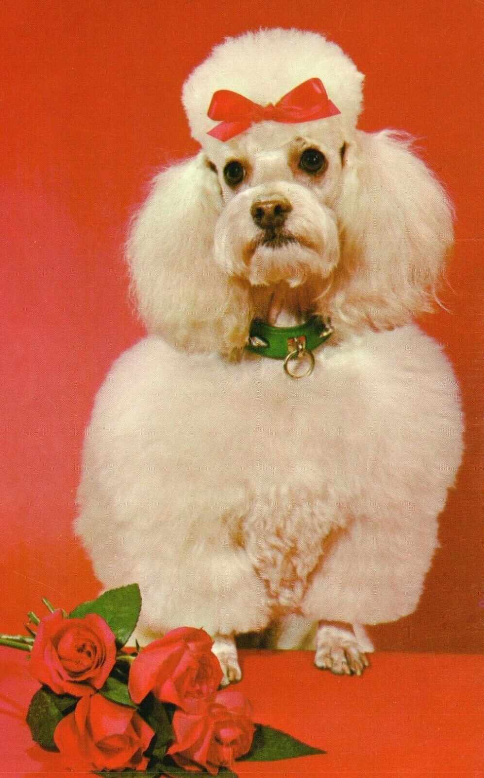 Vintage Postcard White Poodle with Red Bow Dog Red Roses