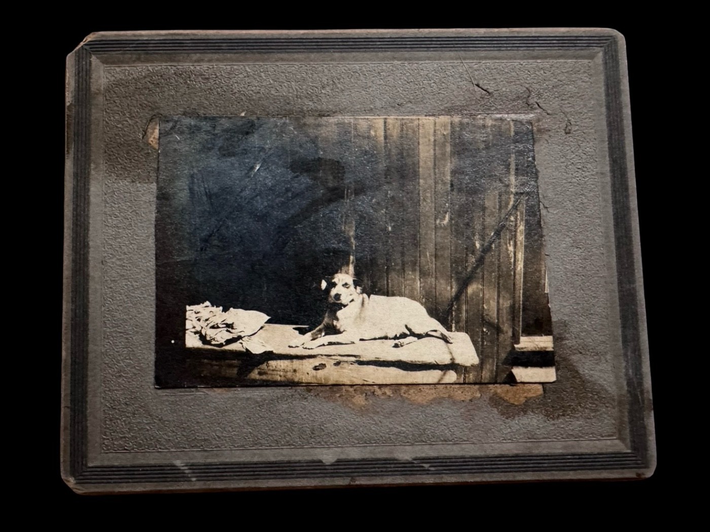 Antique Black & White Dog Photo Framed Cabinet Card Portrait 4x5