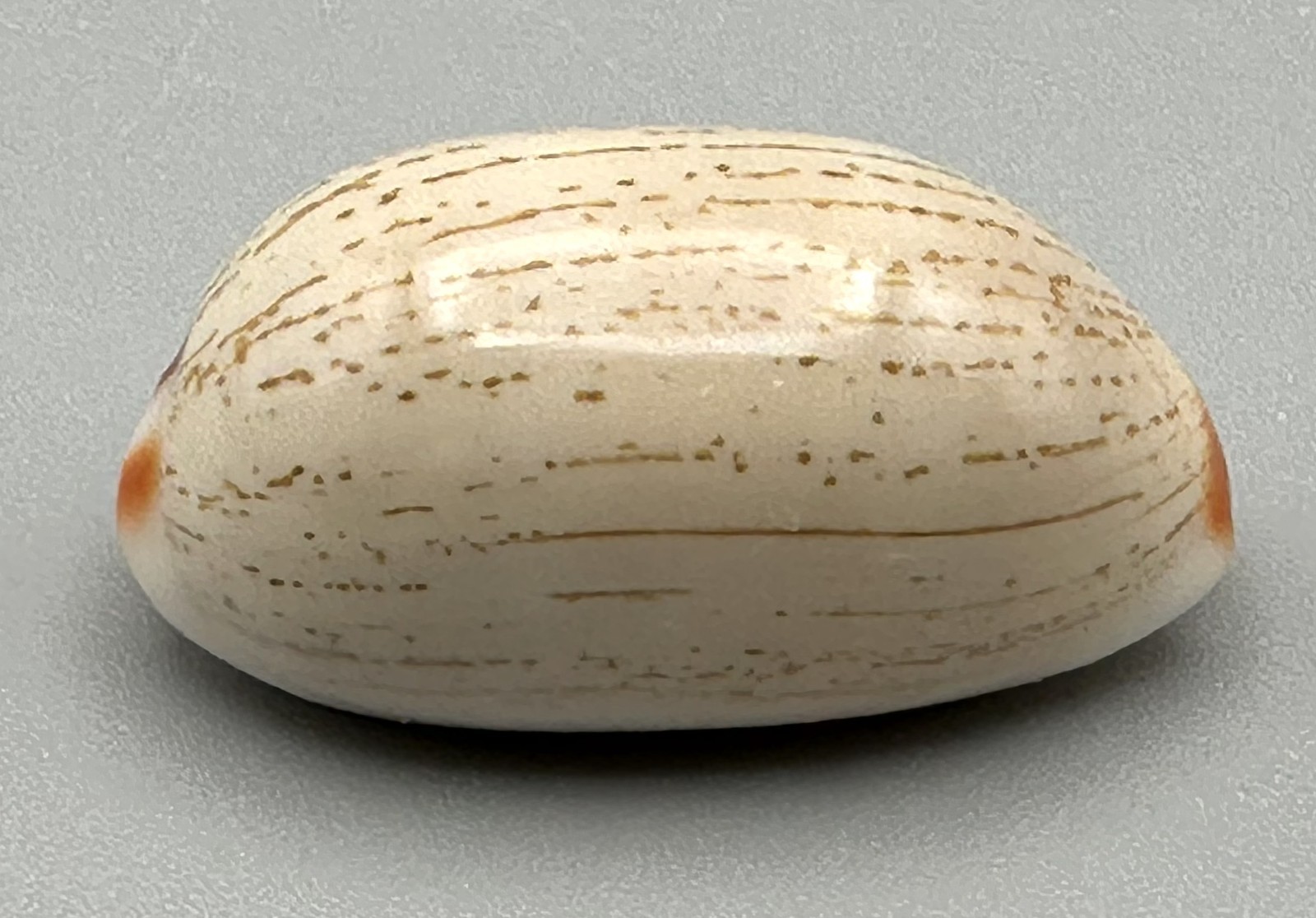 Cypraea isabella GEM Cowrie 27.7mm Linnaeus 1758 Mindanao Philippines 2009 Data