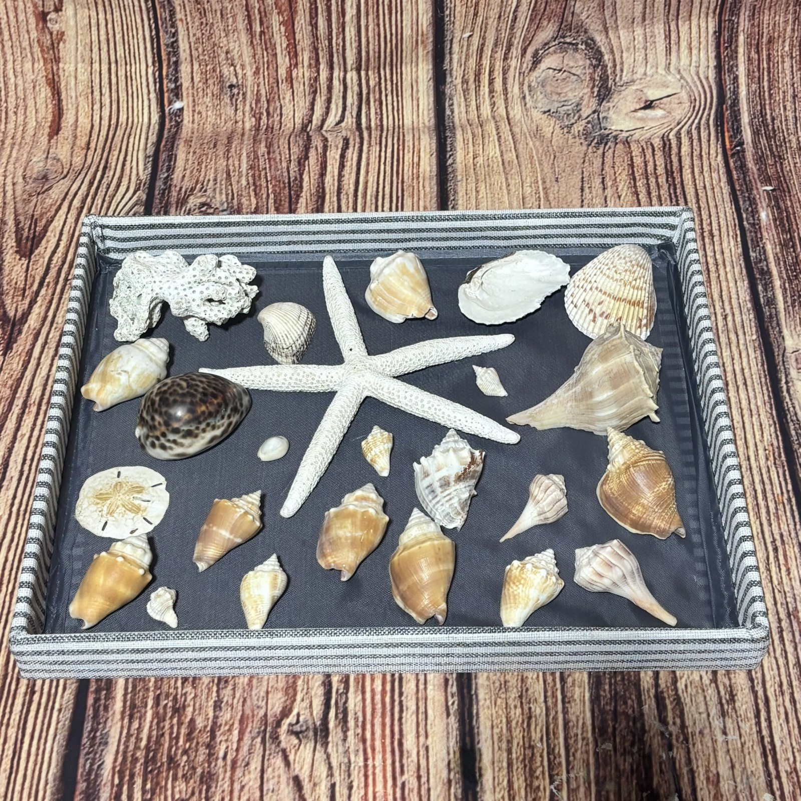 Lot of 25 Vintage Sea Shells Southwest Florida Star Fish, Sand Dollar, Coral