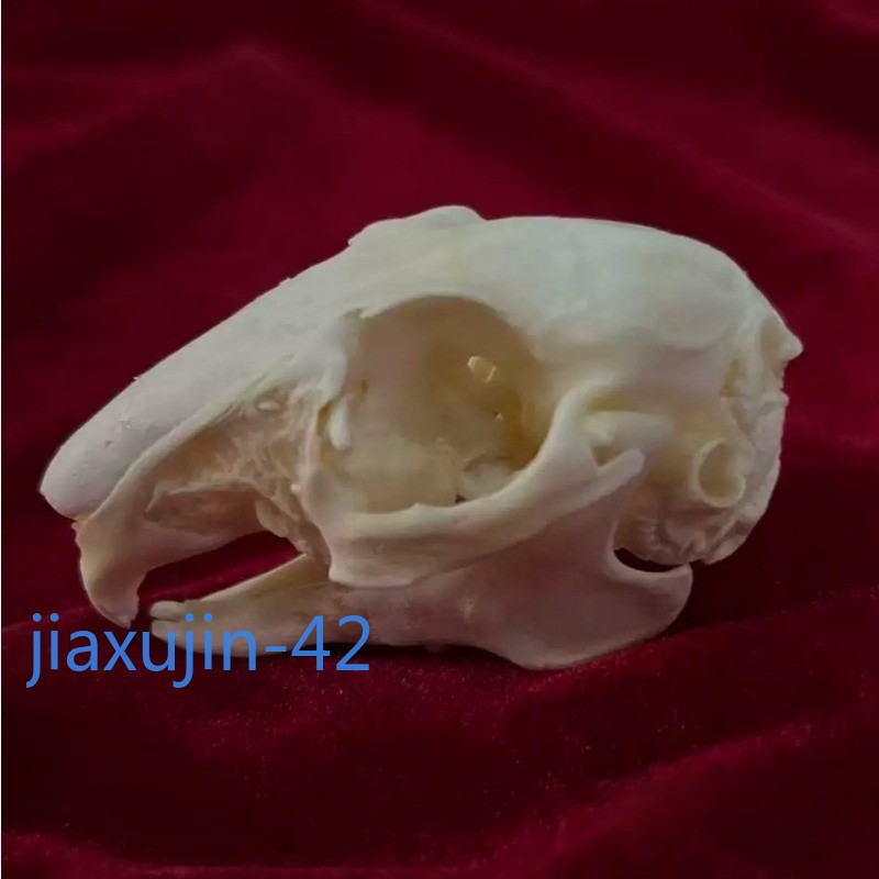 5/10Pcs Rabbit Skull Specimen Degreased Bleached Animal Bone Ornament Gift NEW