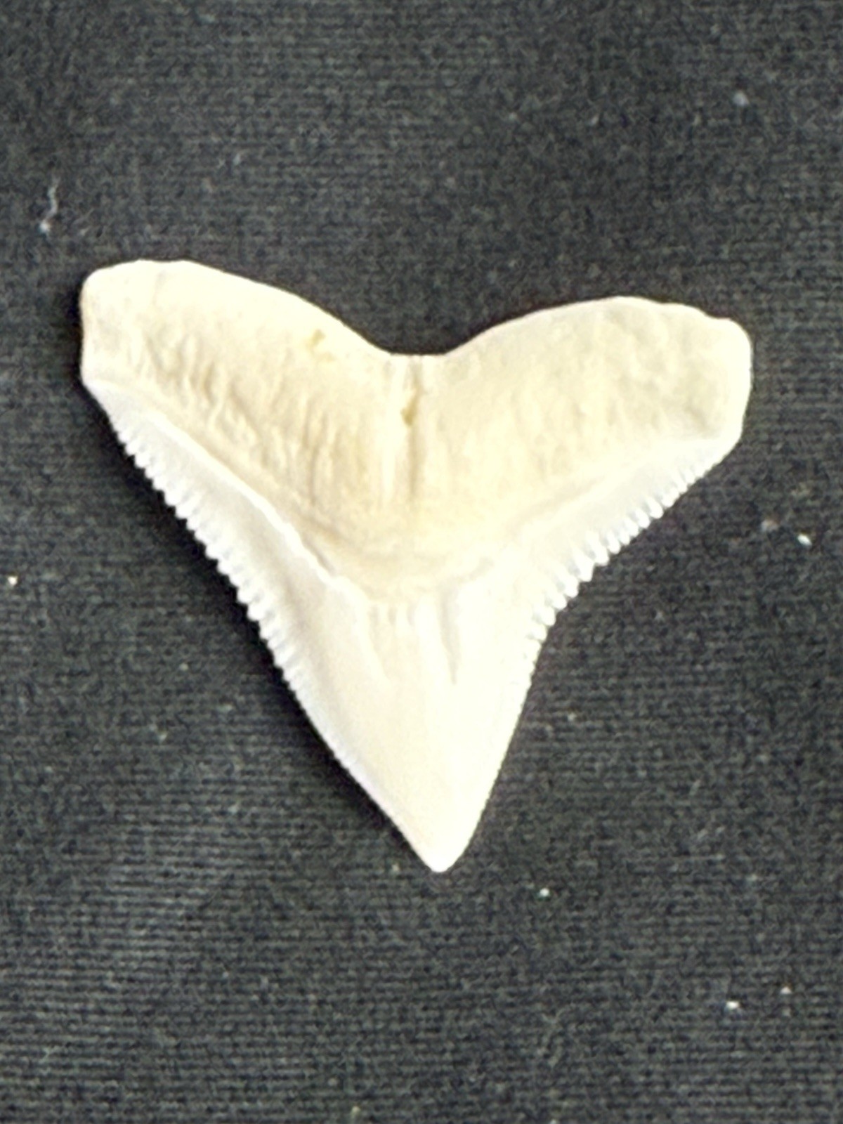 1 . 1/8 inch modern upper Bull shark tooth ( NON ENDANGERED ) 