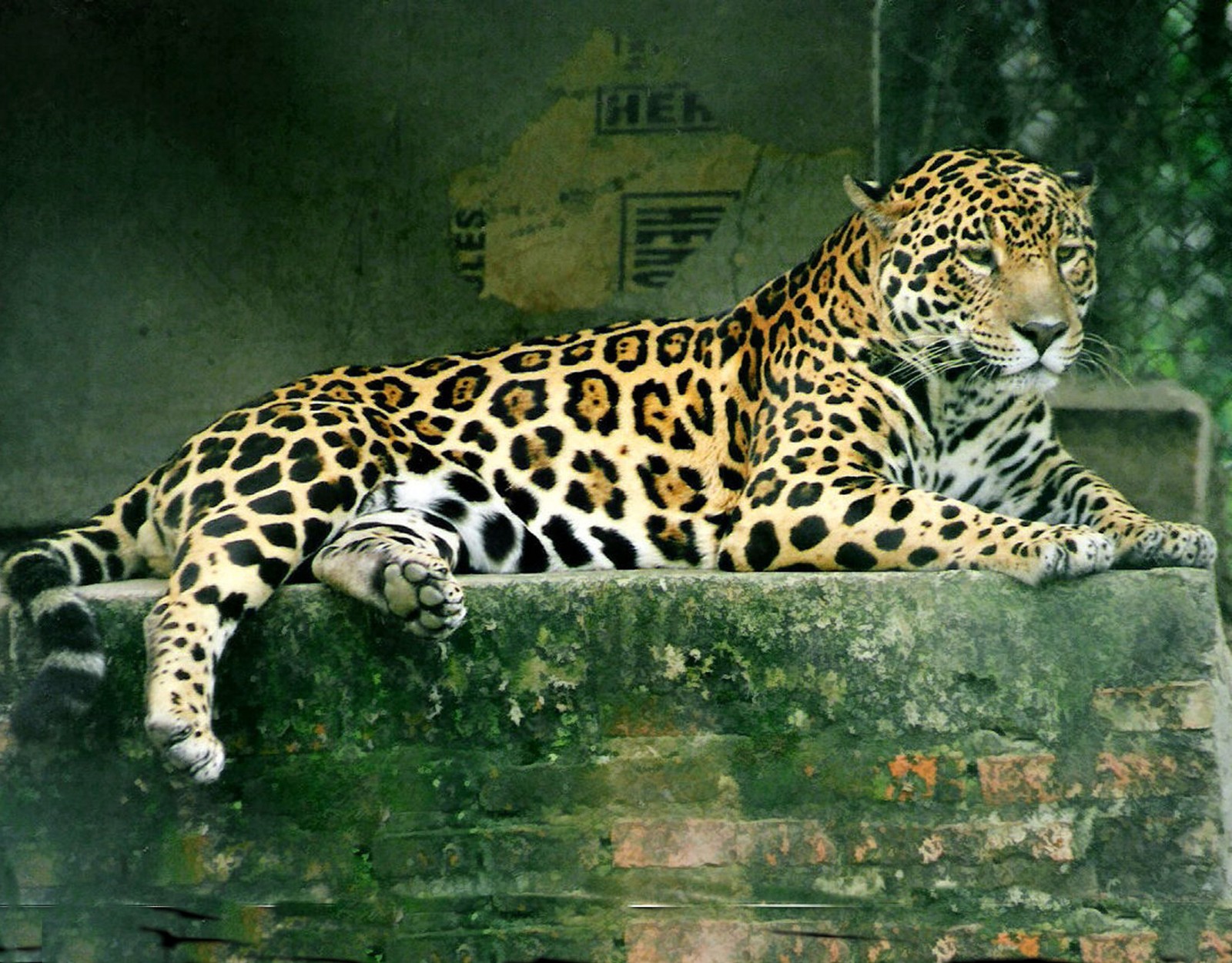JAGUAR Stunning 8.5 x11 PHOTO JAGUAR Stunning 8.5 x11 PHOTO