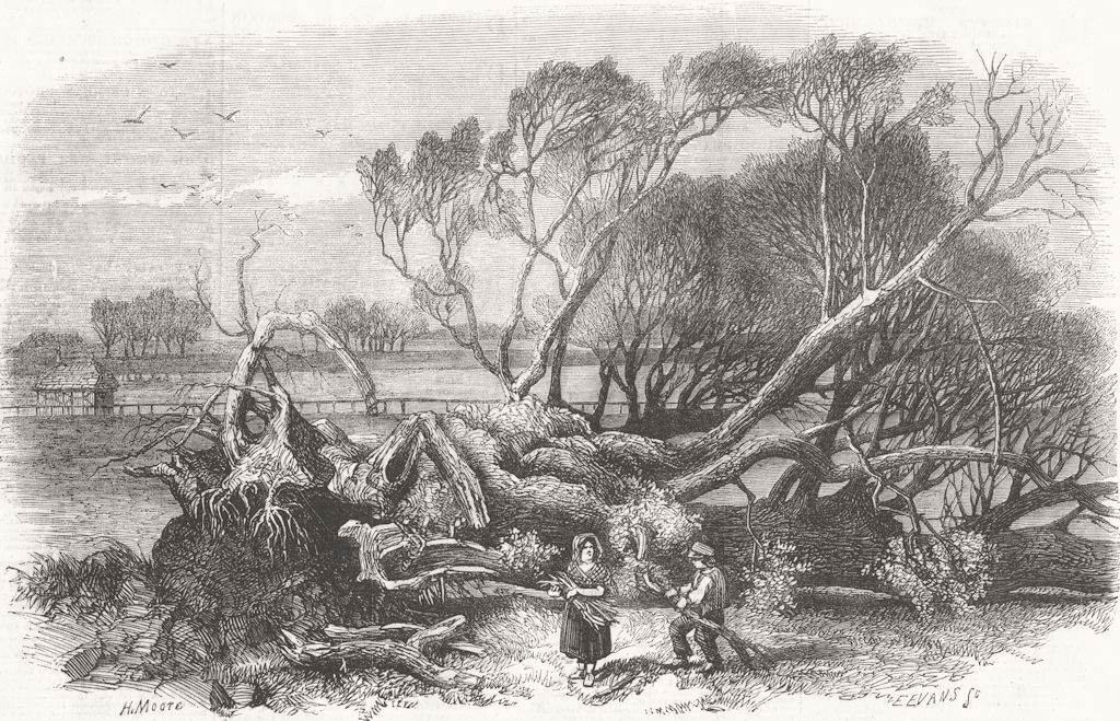 LONDON. Elm-Tree Blown down, Hyde Park, 7th 1856 1856 old antique print