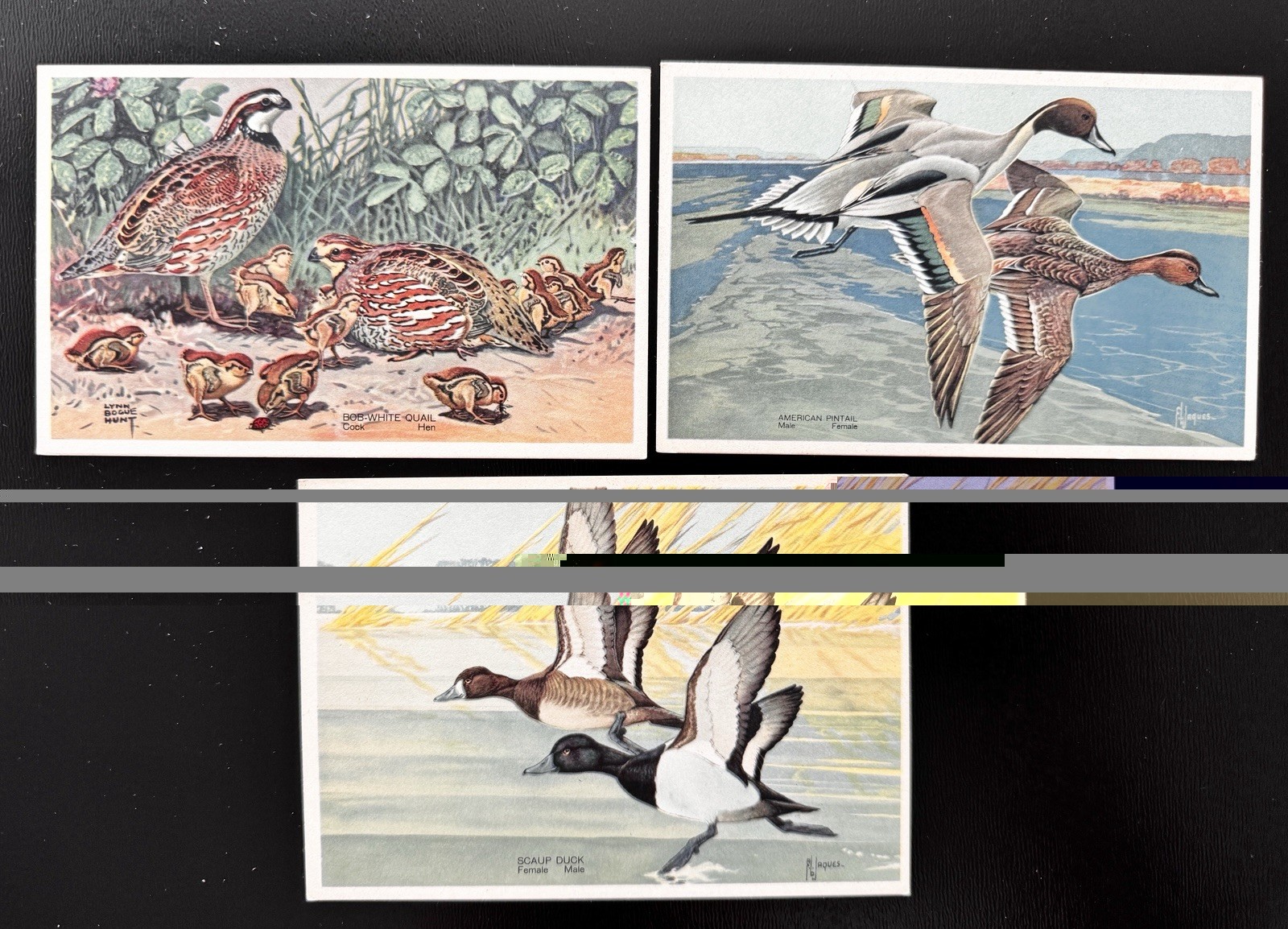 1939 National Wildlife Federation Birds Set 3 Quail Pintail Scaup Duck Art A19