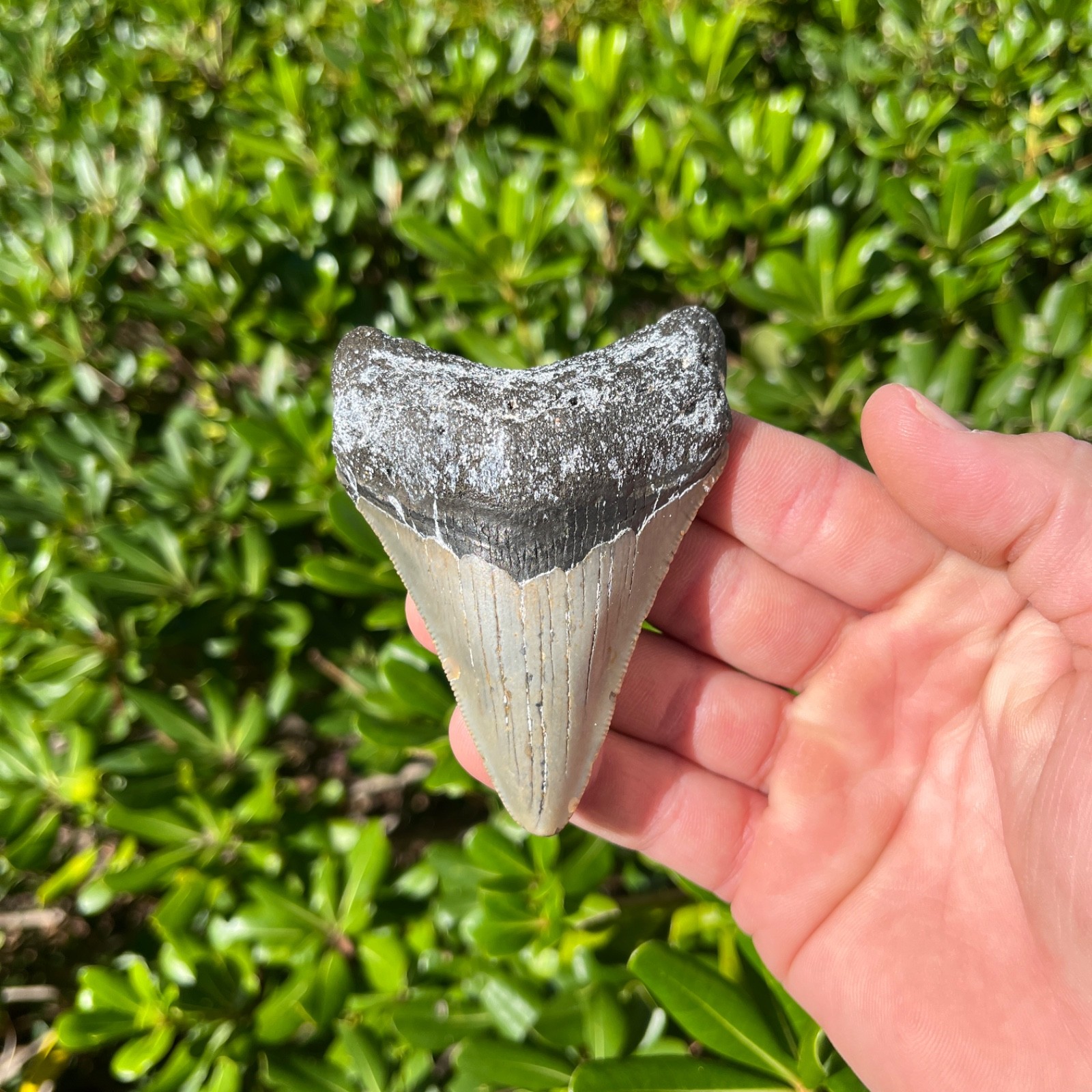 Real Megalodon Shark Tooth 3.53” Big Fossil Shark Teeth From NC