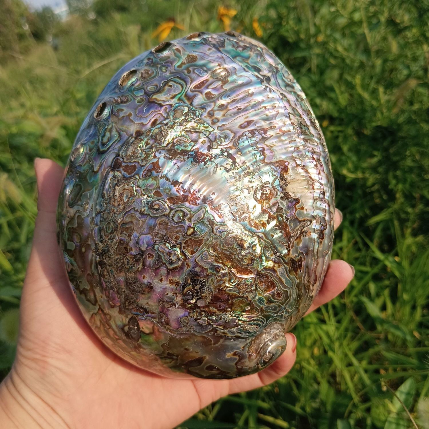 12-13CM Natural Brazil Abalone Shell Large Seashell White Coral Decoration