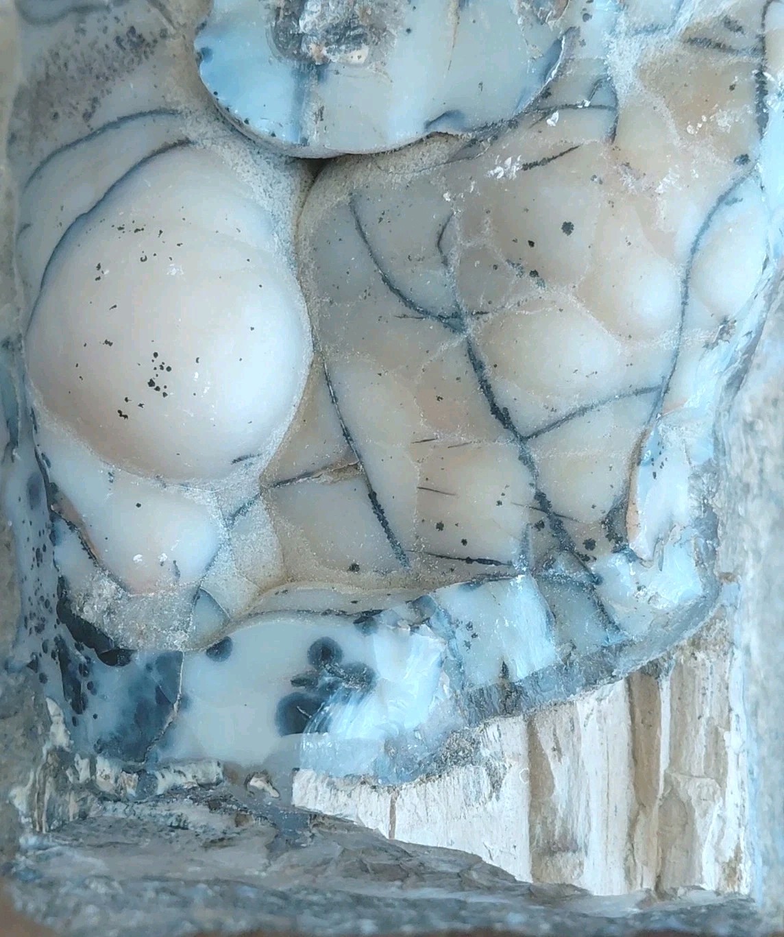 Blue Forest Petrified Wood Large Botryoidal Chalcedony UV+ Wood Grain Disply