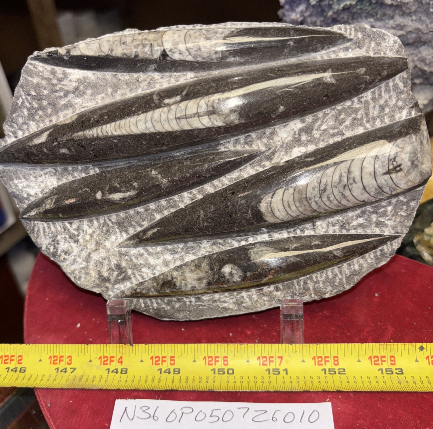❤️ Nice Orthoceras Plate 8” X 5” Polished Devonian Fossils 1 Pound 15 Ounces
