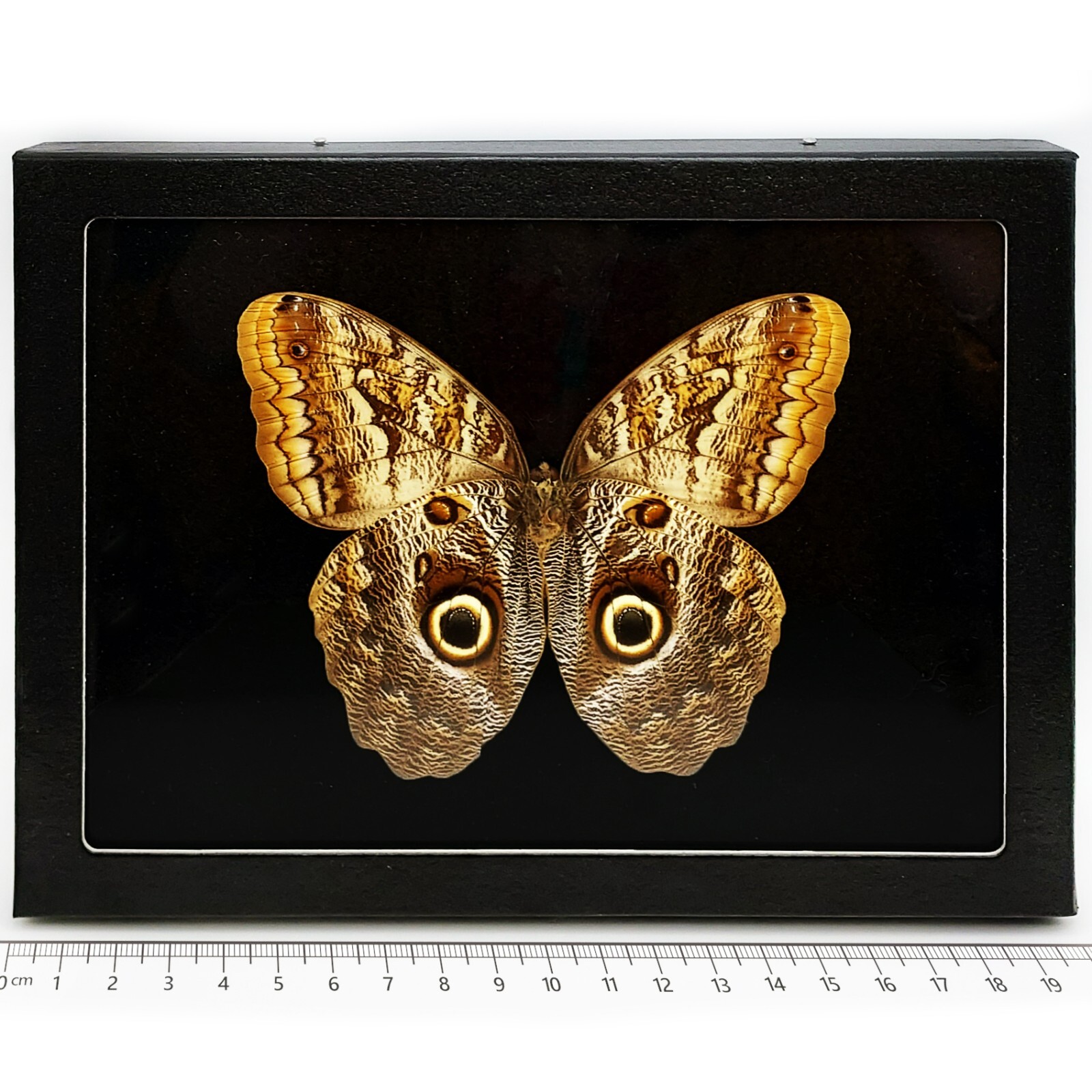 Caligo memnon VERSO BLACK BACKGROUND owl butterfly Peru