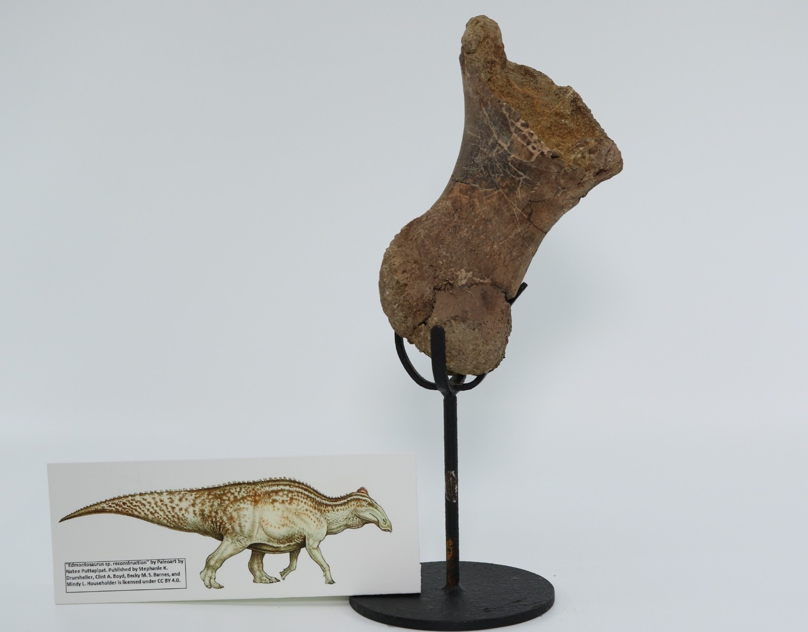 Beautiful Fossil Edmontosaurus Metatarsal Right Foot 5.12\