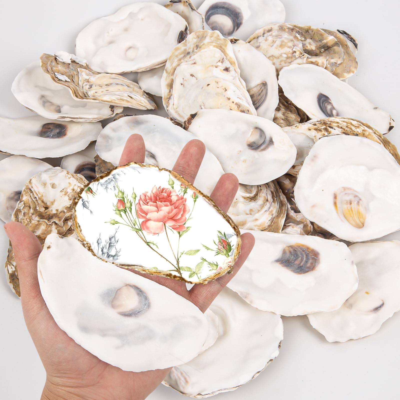 QICQDRAM 20PCS Flat Oyster Shells for Crafts 4-5\