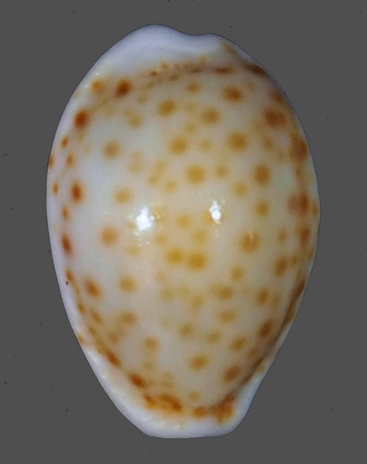 CYPRAEA OSTERGAARDI RARE