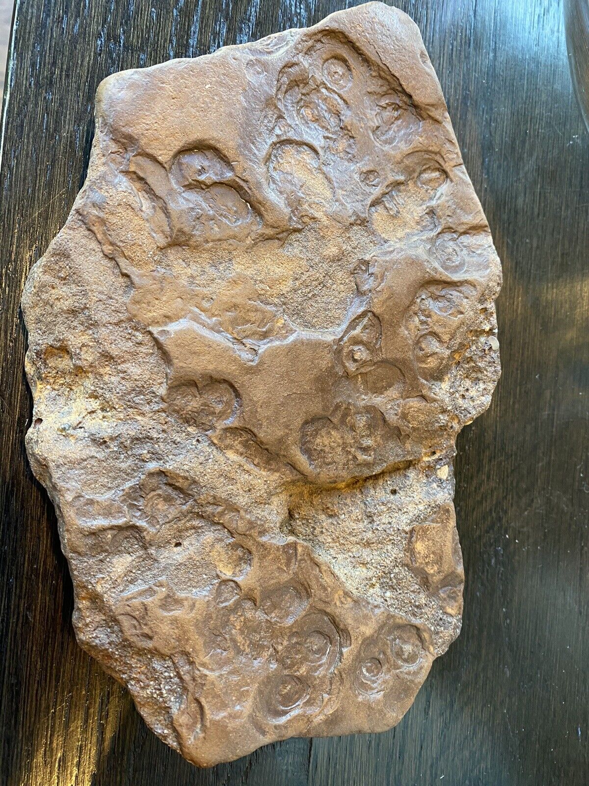 Fossil 8 Inches
