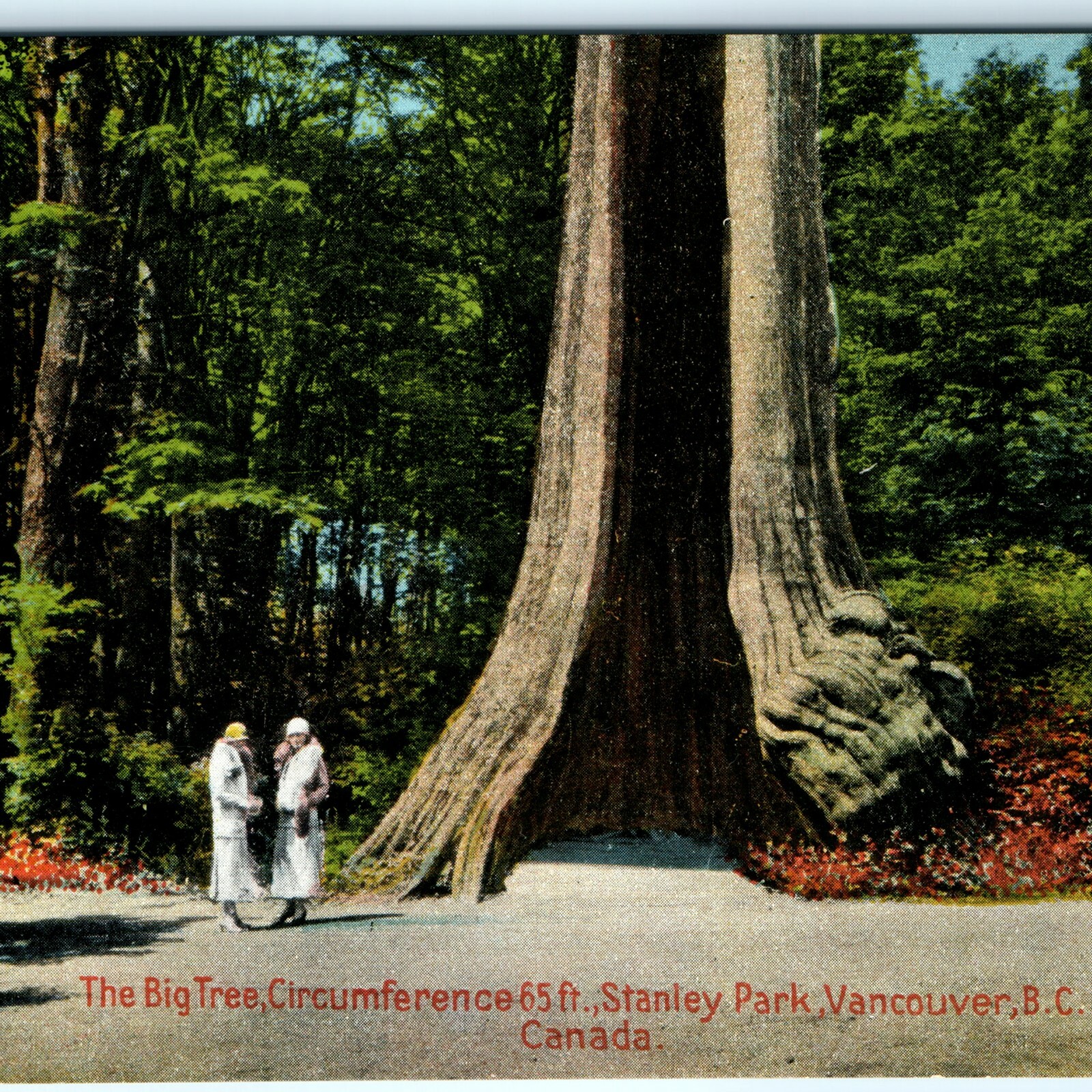 c1910s Stanley Park Vancouver BC Big Tree Postcard Giant Hollow Cedar Canada