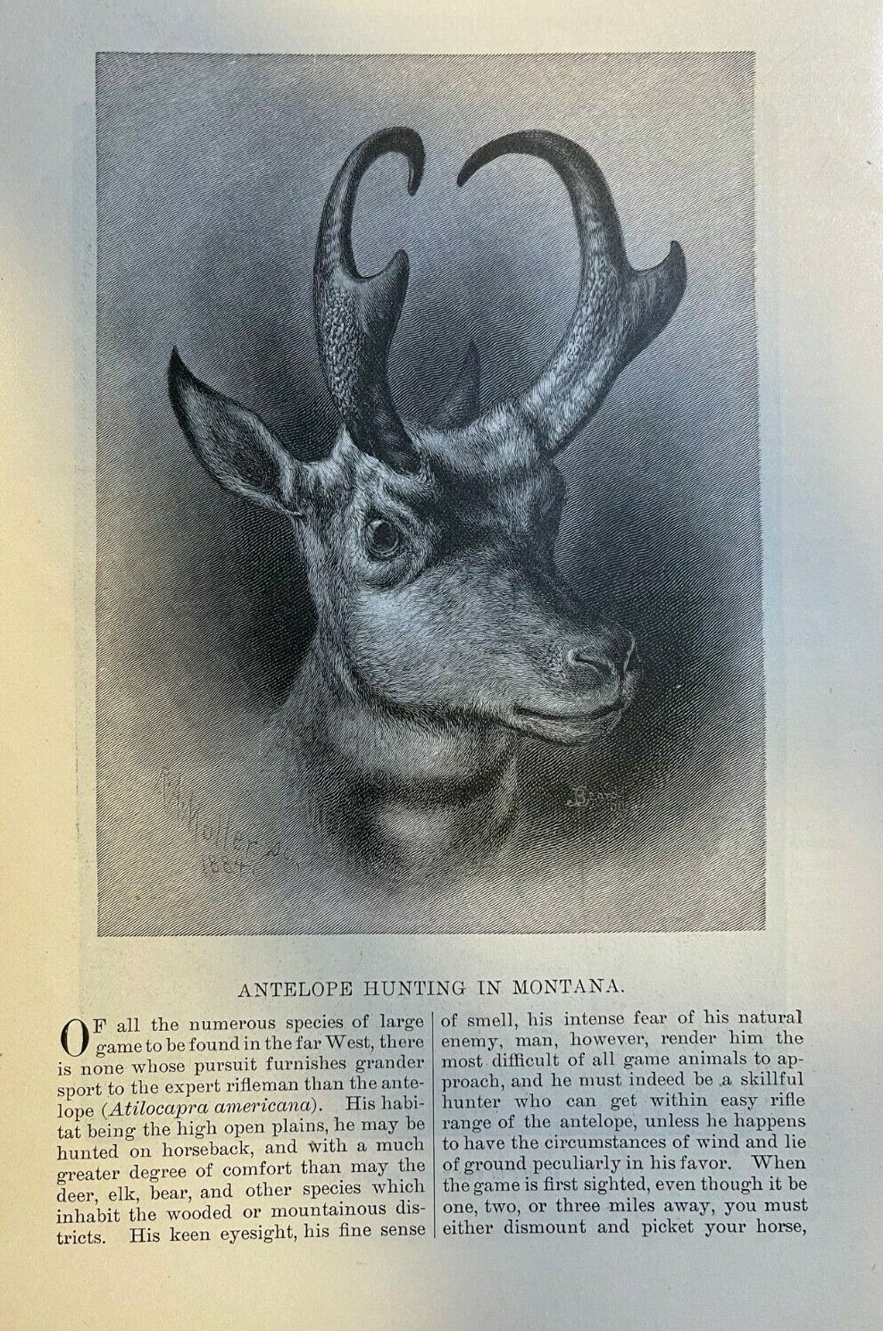 1884 Antelope Hunting in Montana