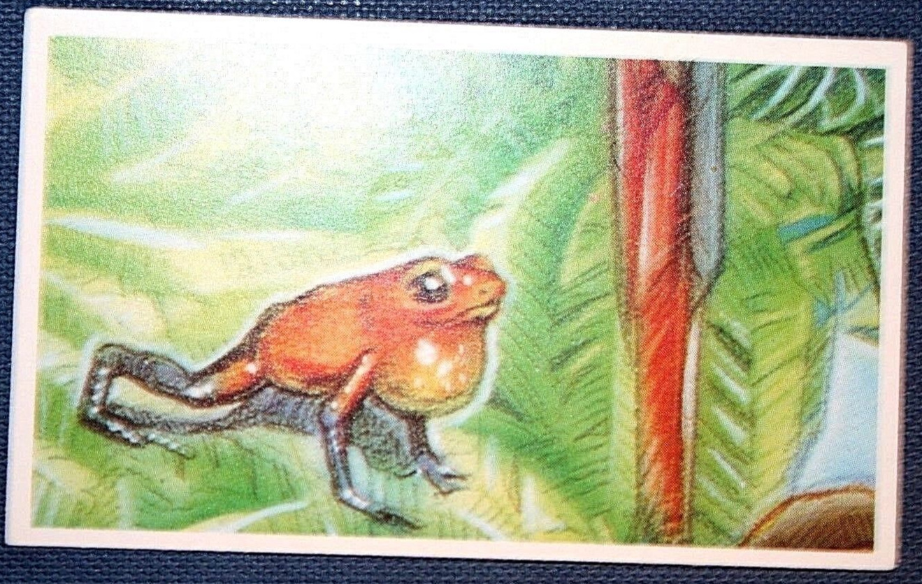 POISON ARROW FROG  Illustrated Wildlife Card  FD11M