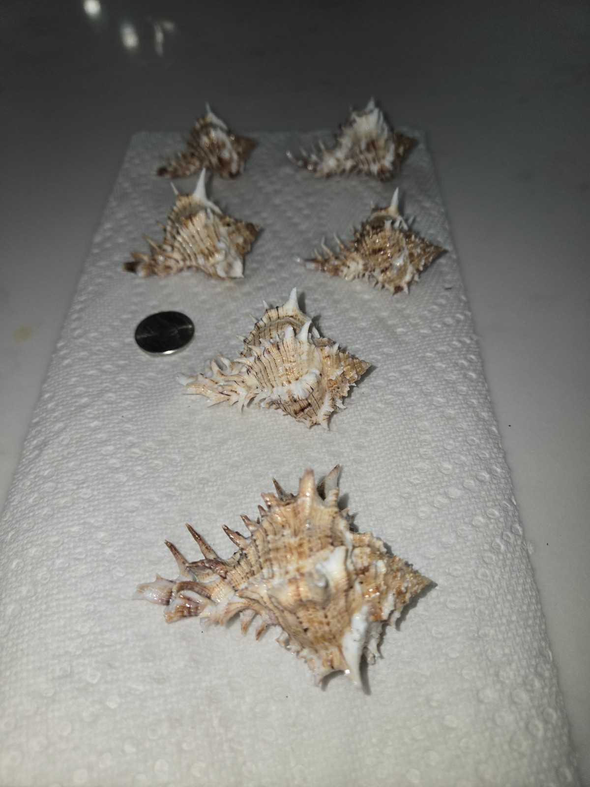Six (6) Giant Eastern Murex Hexaplex fulvescens Shells