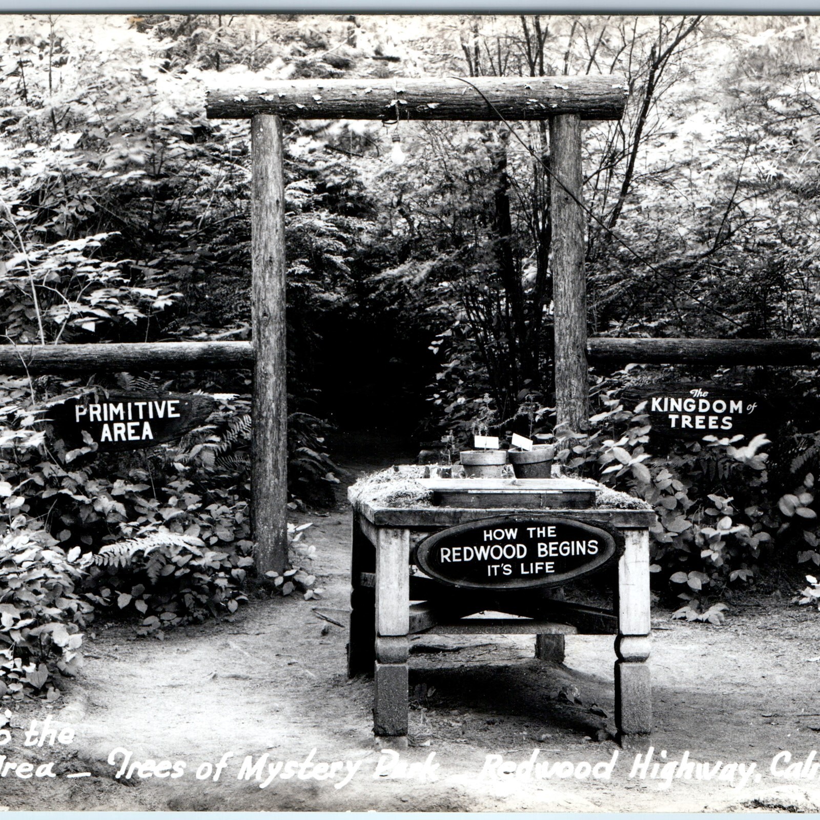 c1940s Trees of Mystery RPPC Klamath CA Redwood Highway Primitive Area Postcard