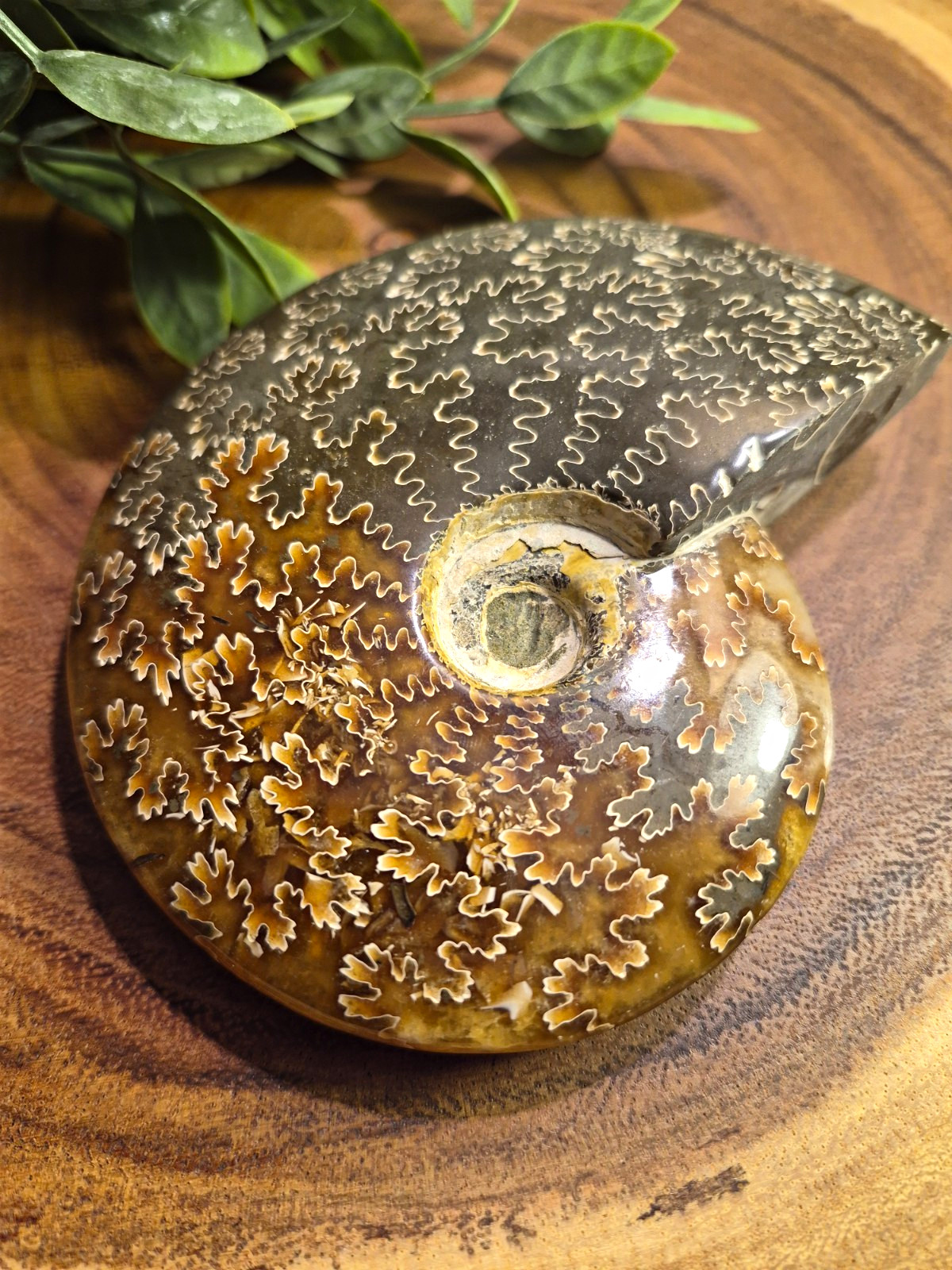 Large Whole Polished Ammonite With Intricate Pattern