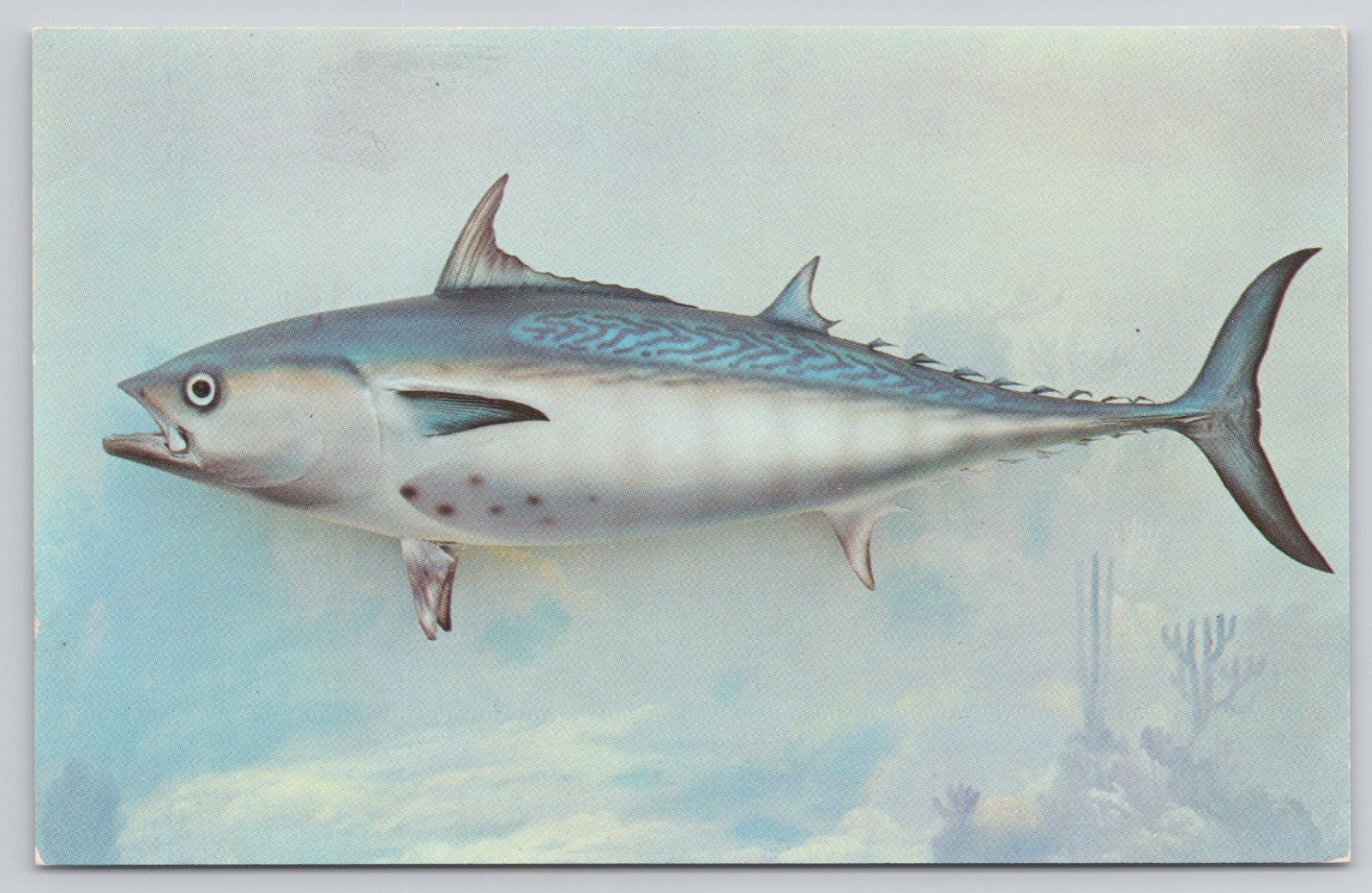 Bonito Saltwater Fish Taxidermy Found in Gulf Stream and Florida Reefs Postcard