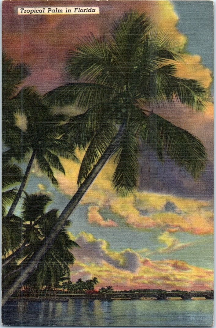 Vintage Postcard 1950 Tropical Palm in Florida under Storm Skies