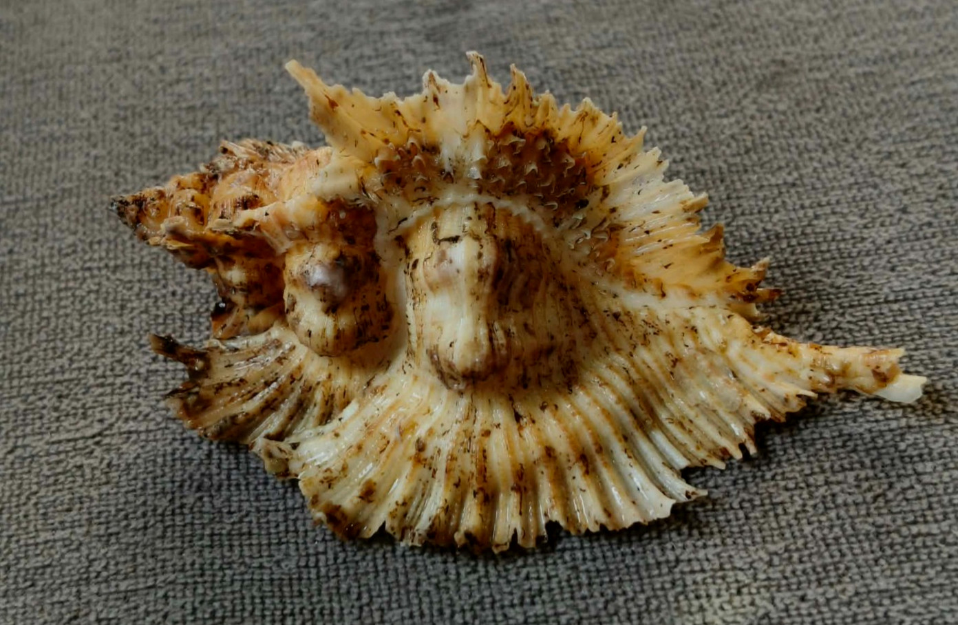 Pterynotus miyokoae 67.5mm F++ BUT BIG SIZE and DEEP murex specimen WOW