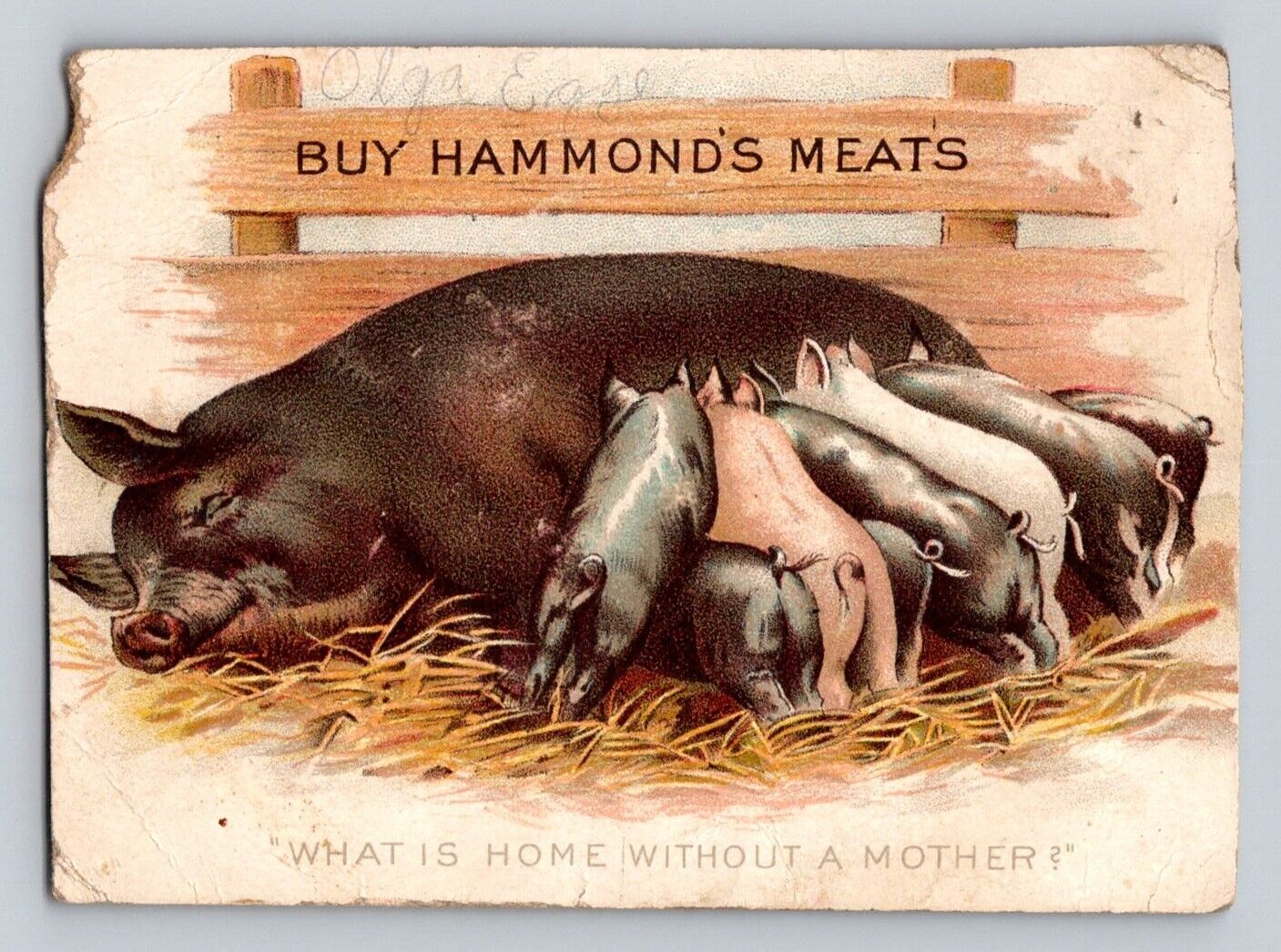 Hammonds Meats Pig Piglets South Omaha Nebraska P155