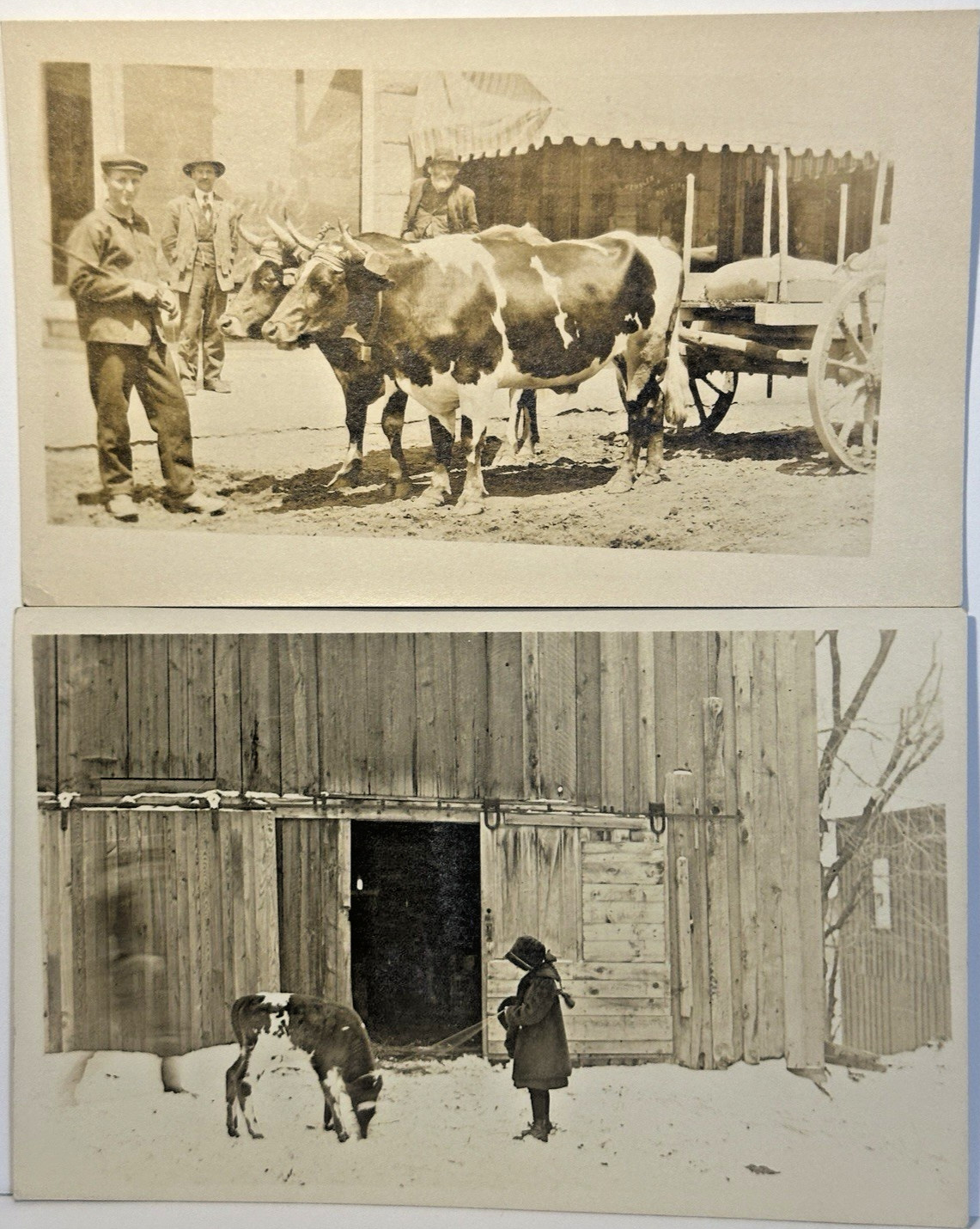 RPPC Postcard Real Photo Farm Barn Girl Baby Cow Rope Men with Oxen Cart Lot 2