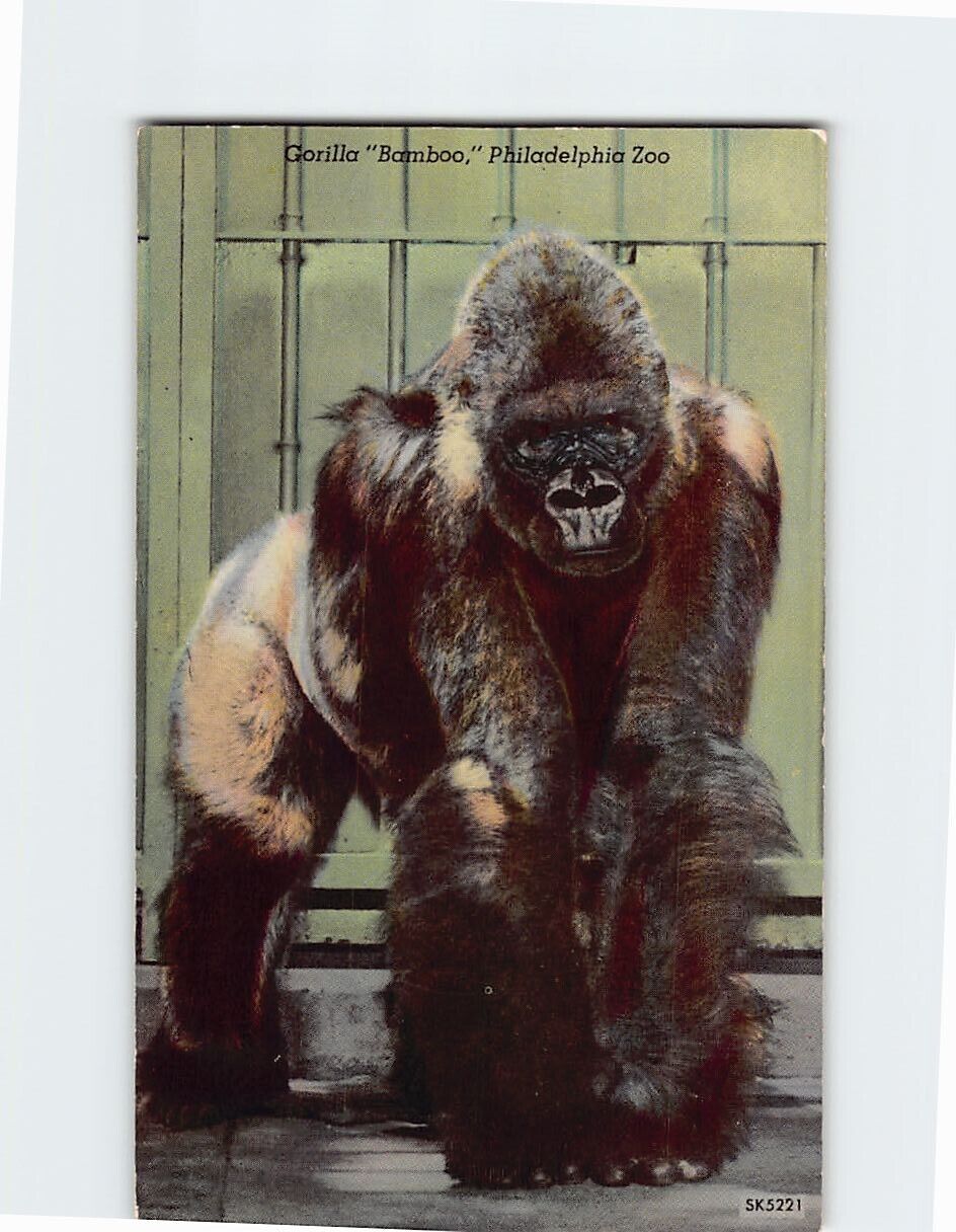 Postcard Gorilla Bamboo Philadelphia Zoo Philadelphia Pennsylvania USA
