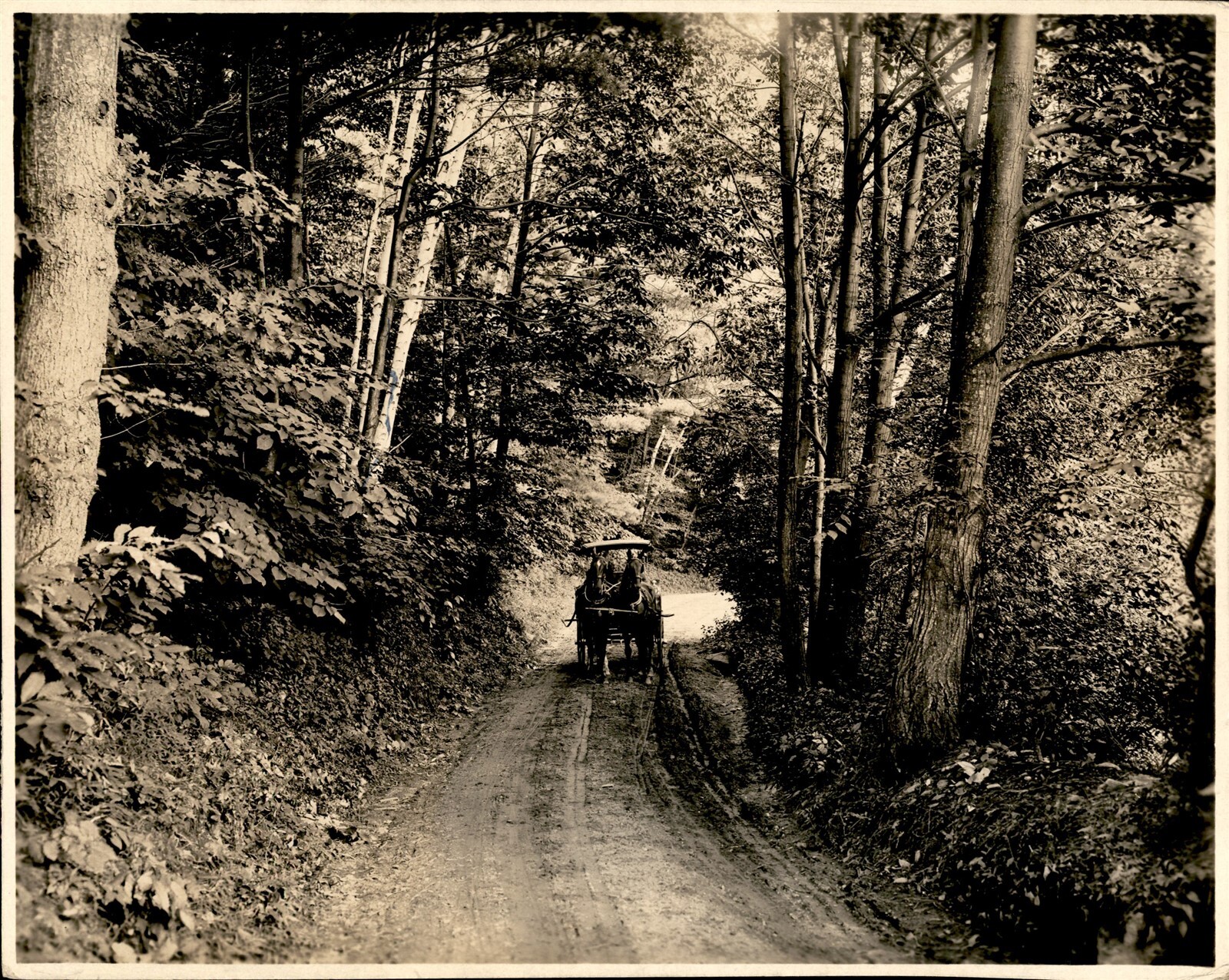 GA180 Original Underwood Photo WOODLAND DRIVE Horsedrawn Carriage on Forest Path