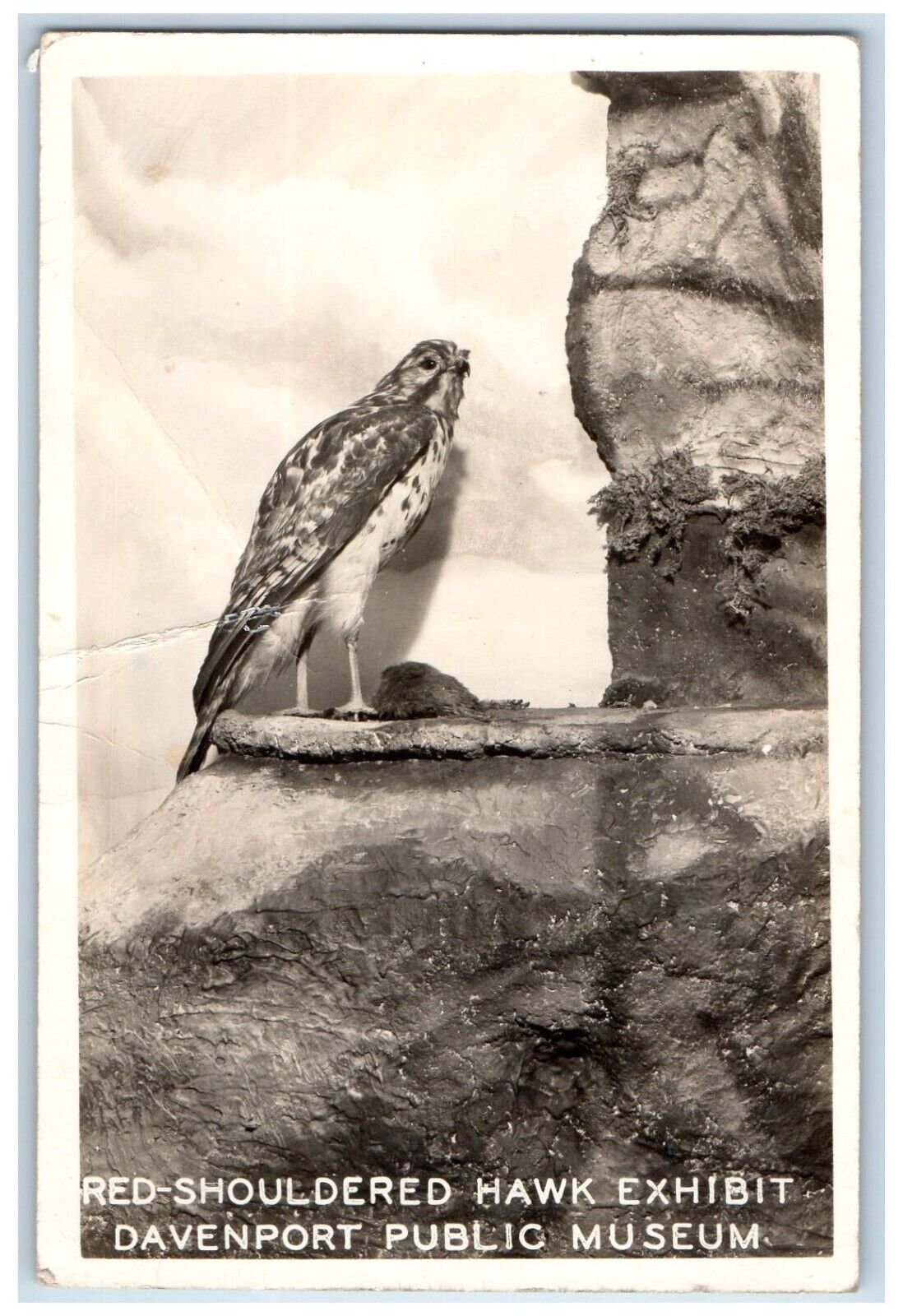c1930's Red Shouldered Hawk Exhibit Davenport Public Museum RPPC Photo Postcard