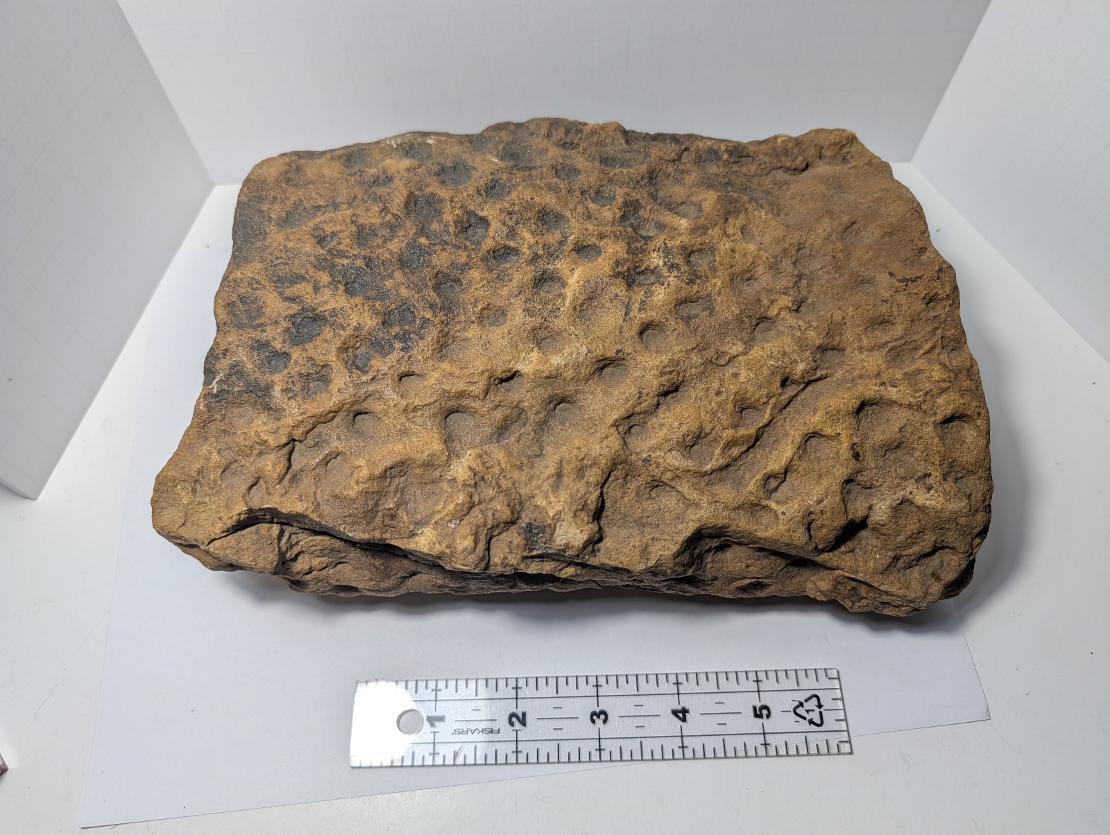 Large Vintage Stigmaria Ficoides Fossil Root Sandstone Cast Pennsylvanian 9.2 Lb