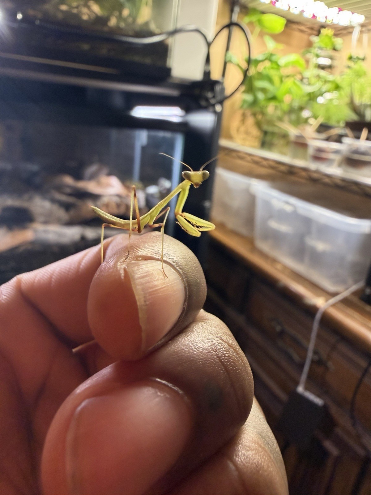 10 Count Giant Asian Mantis (Hierodula Membranacea) Nymph L3-L4