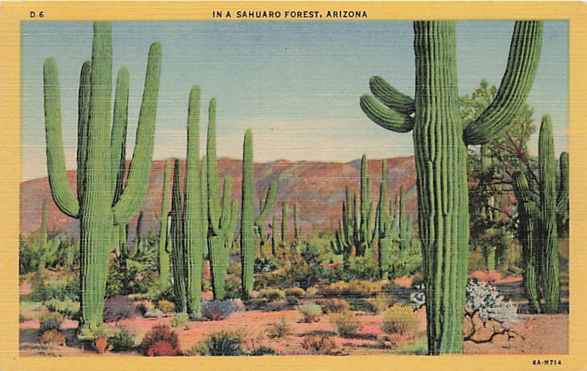 Postcard AZ: In a Saguaro Forest, Tanque Verde Mountains, Arizona