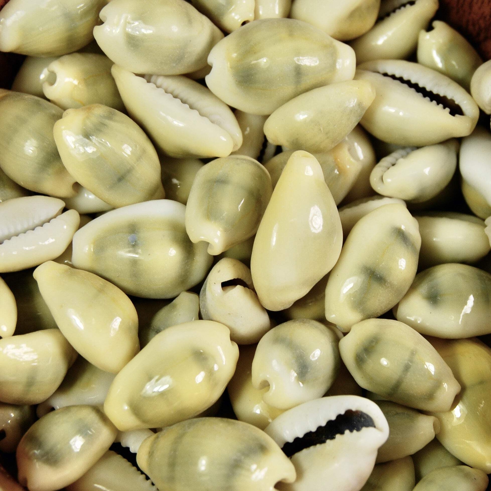 25-30pcs Money Cowrie Shells, 1 Ounce Cypraea moneta Cowries