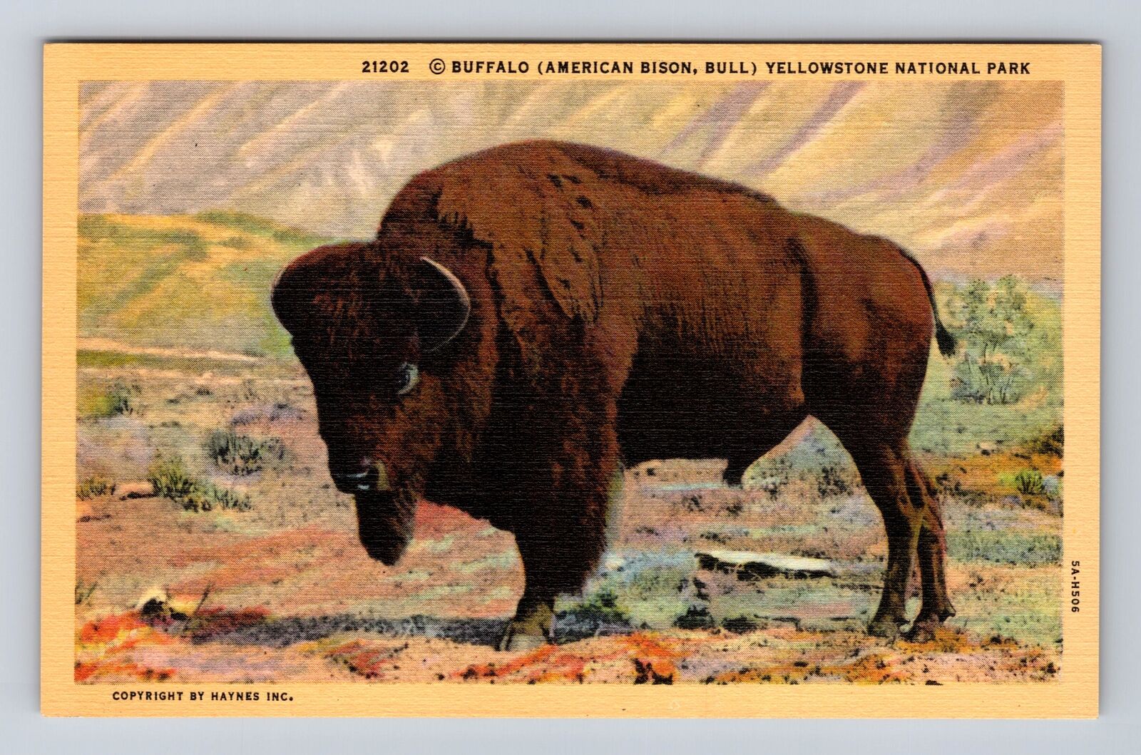 Yellowstone National Park, Buffalo, Series #21202, Antique, Vintage Postcard