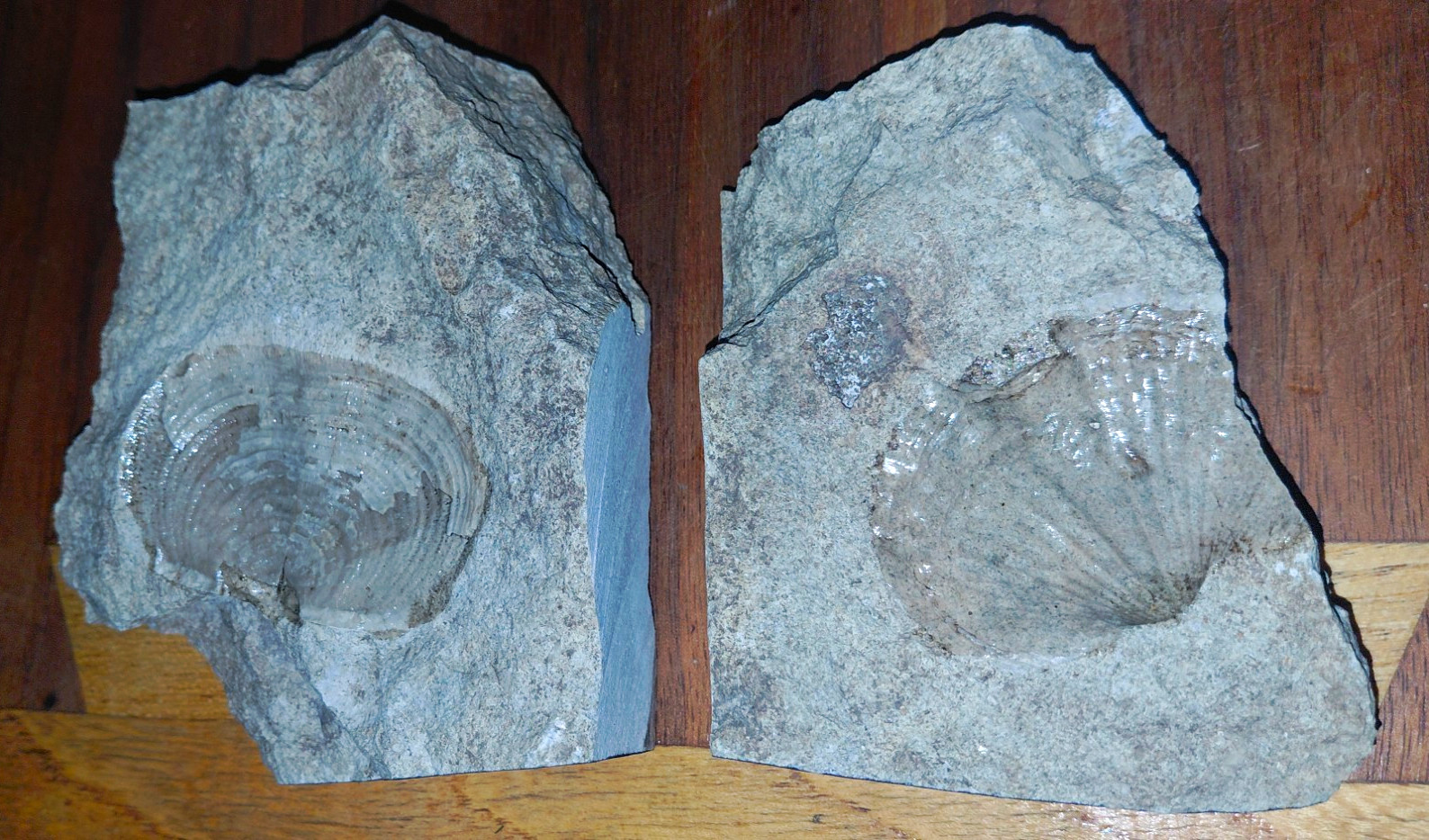Pair of Bivalve Fossil Rock Matrix Specimens, 2-Piece Set in Matrix Rock